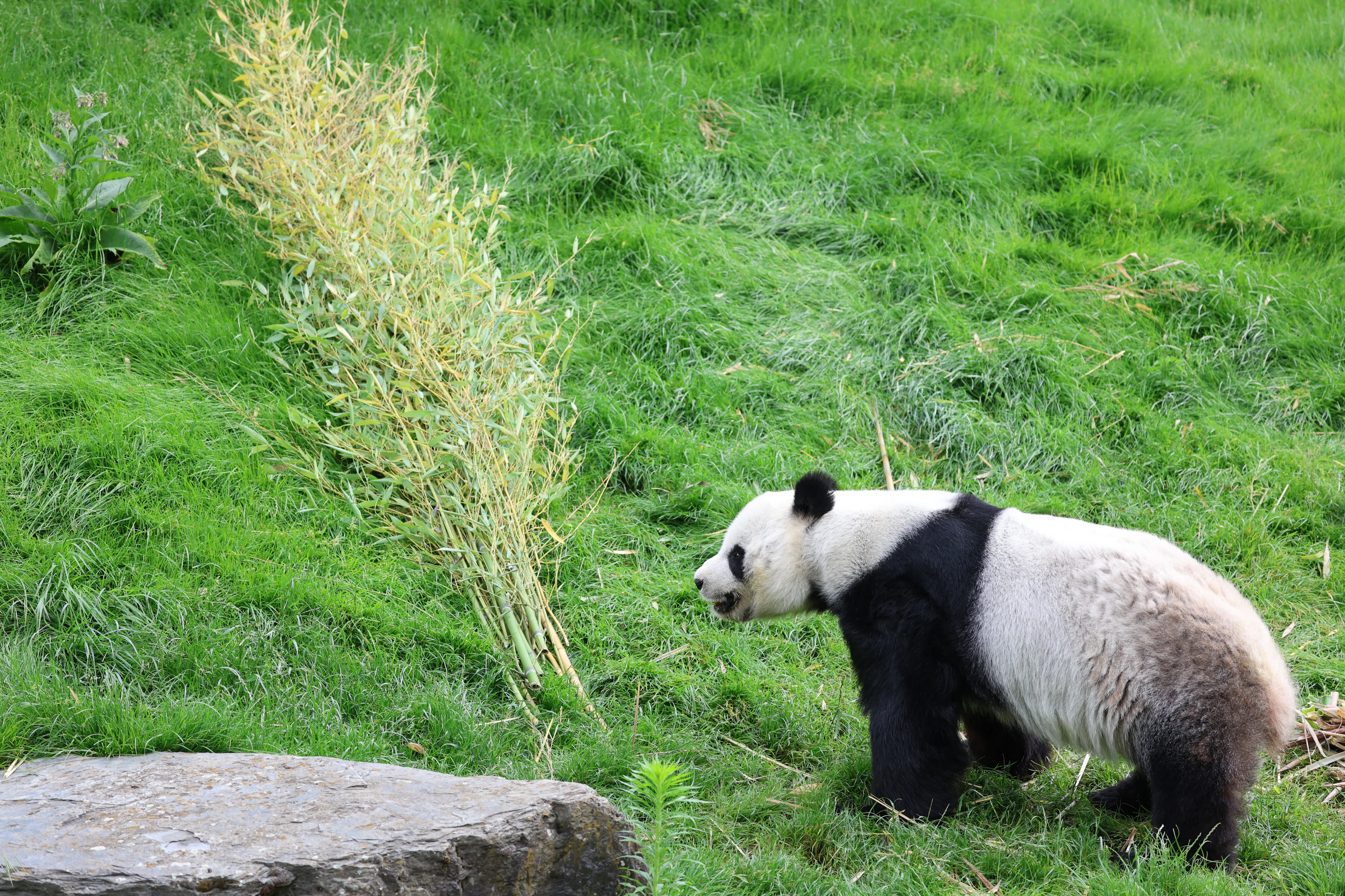 Pairi Daiza