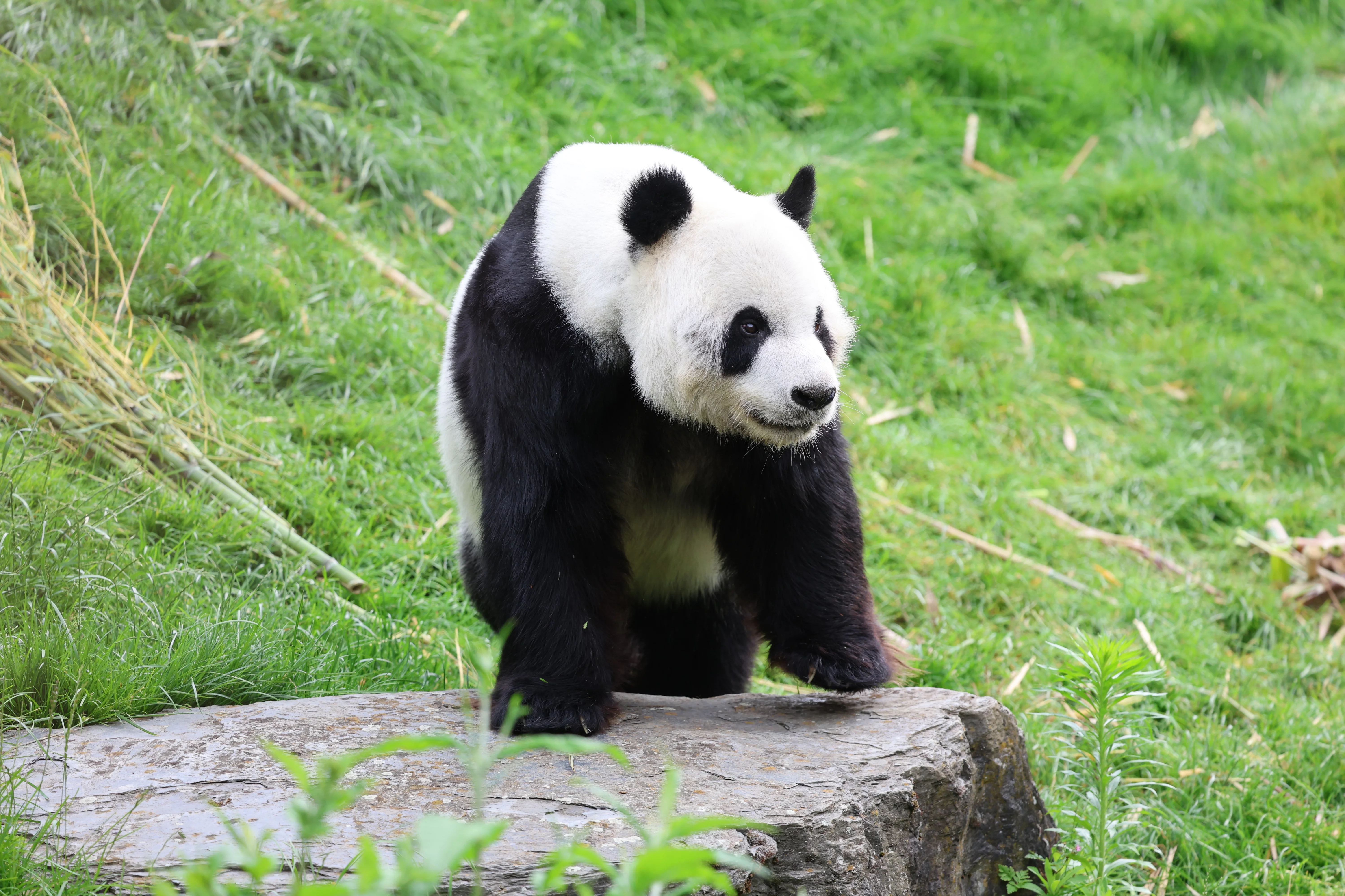 Pairi Daiza