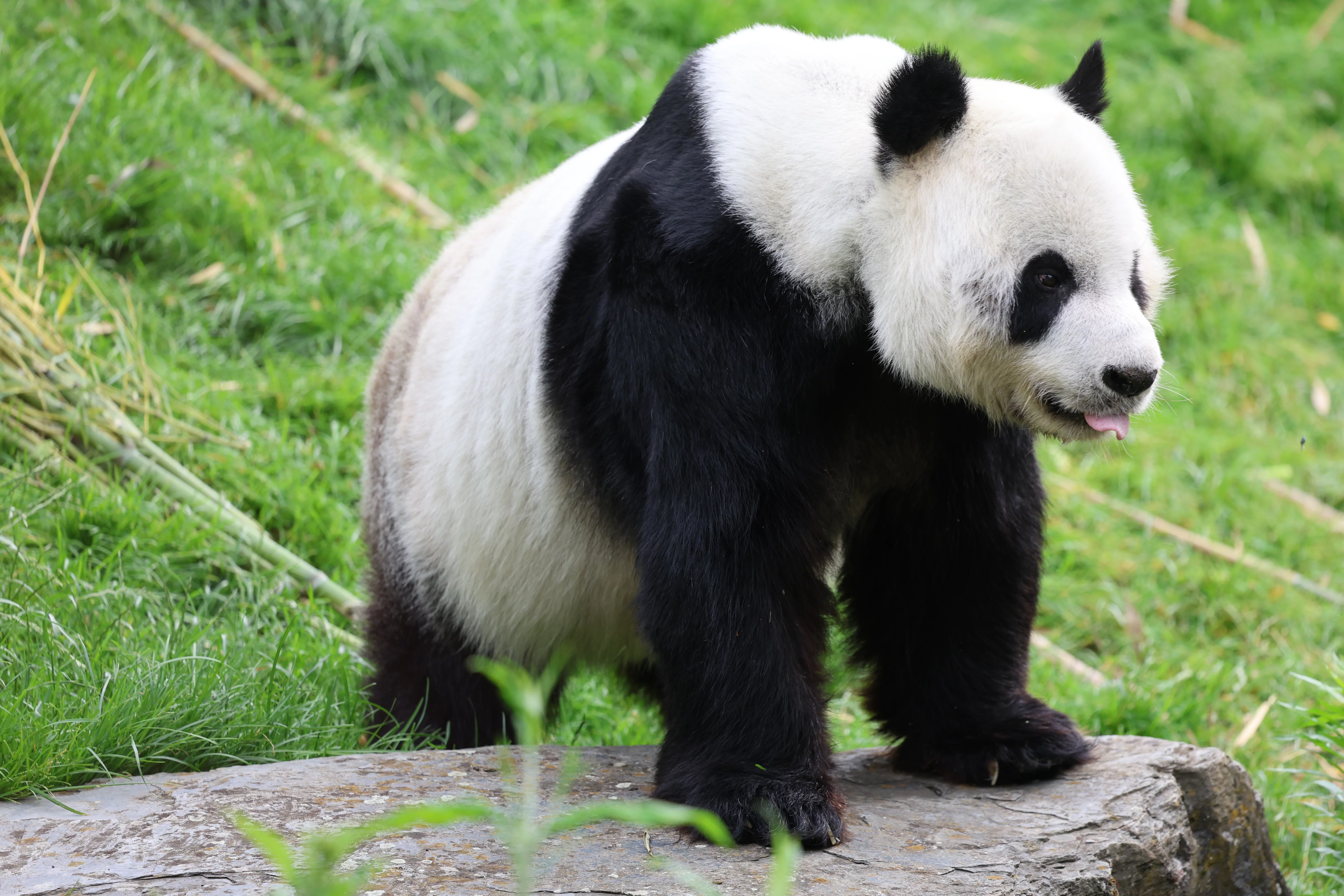 Pairi Daiza