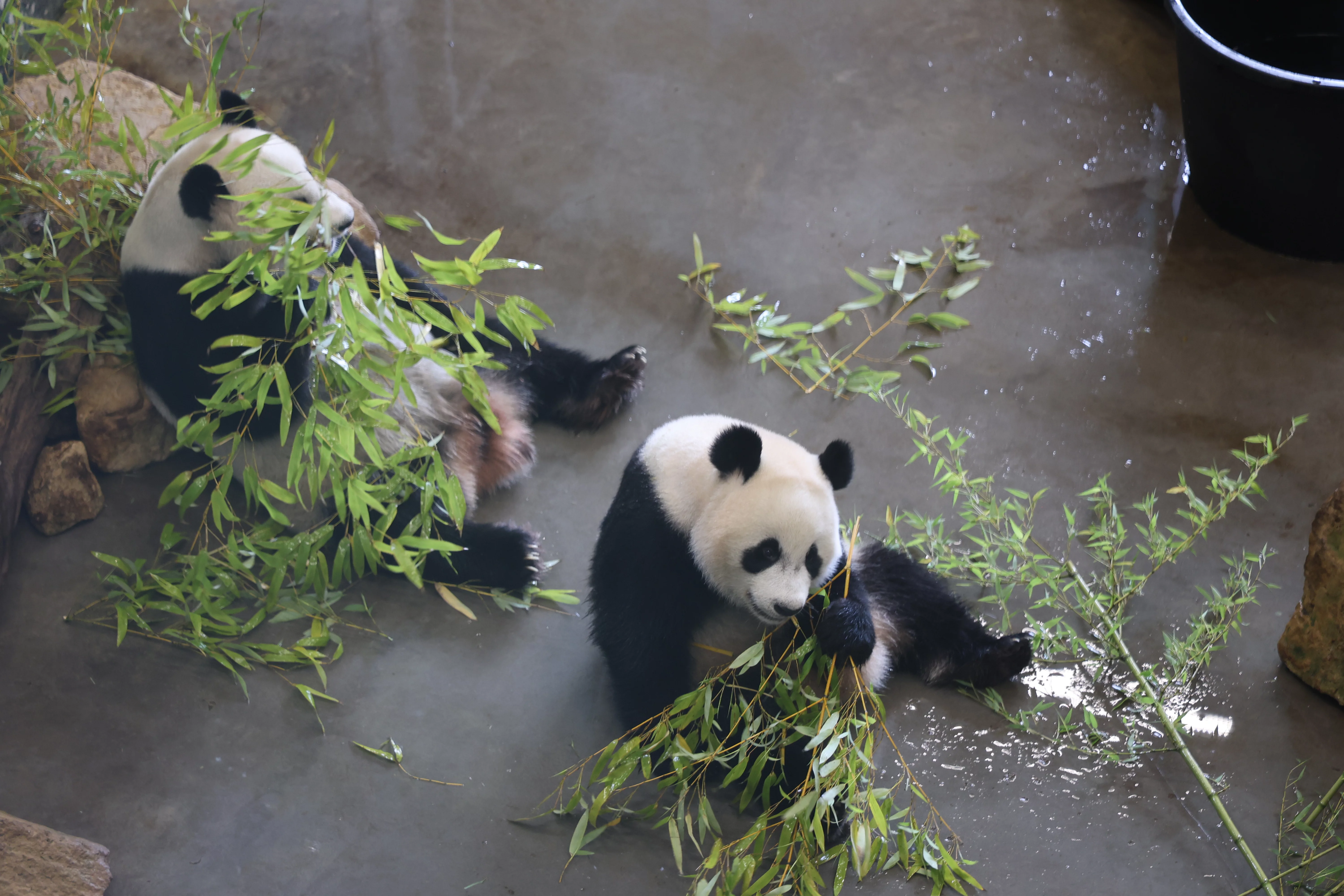 Ouwehands Dierenpark Rhenen