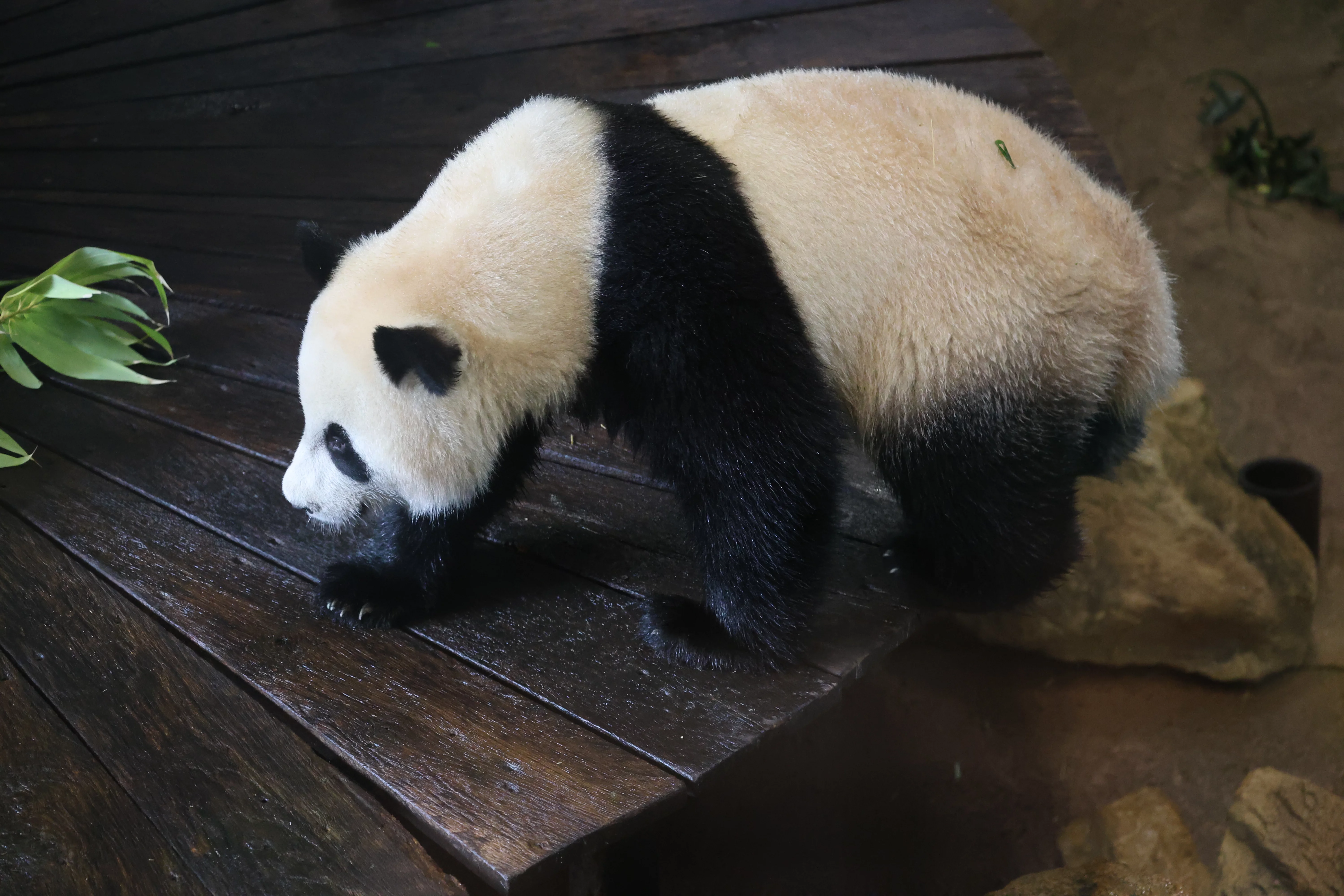 Ouwehands Dierenpark Rhenen