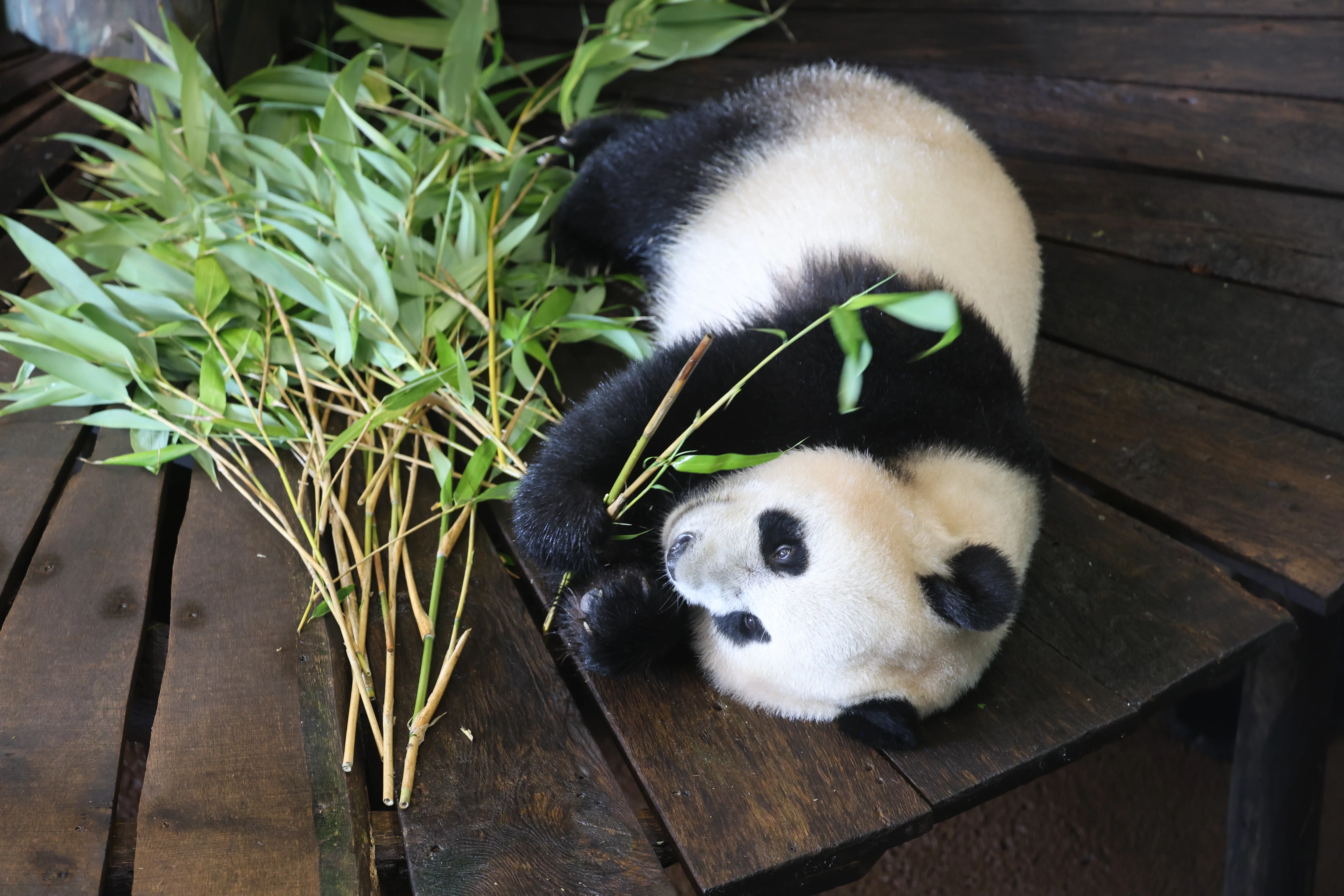 Ouwehands Dierenpark Rhenen