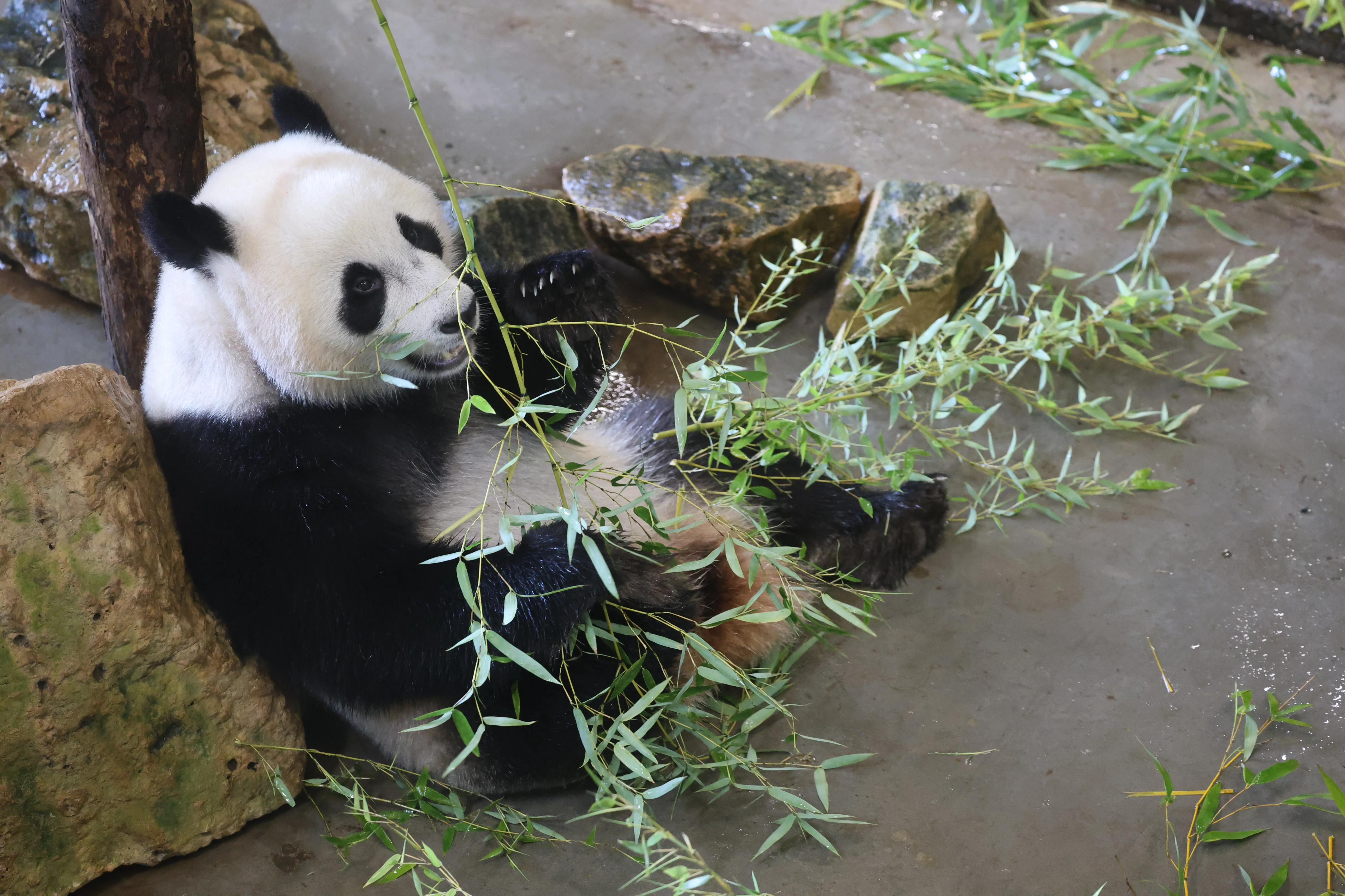 Ouwehands Dierenpark Rhenen