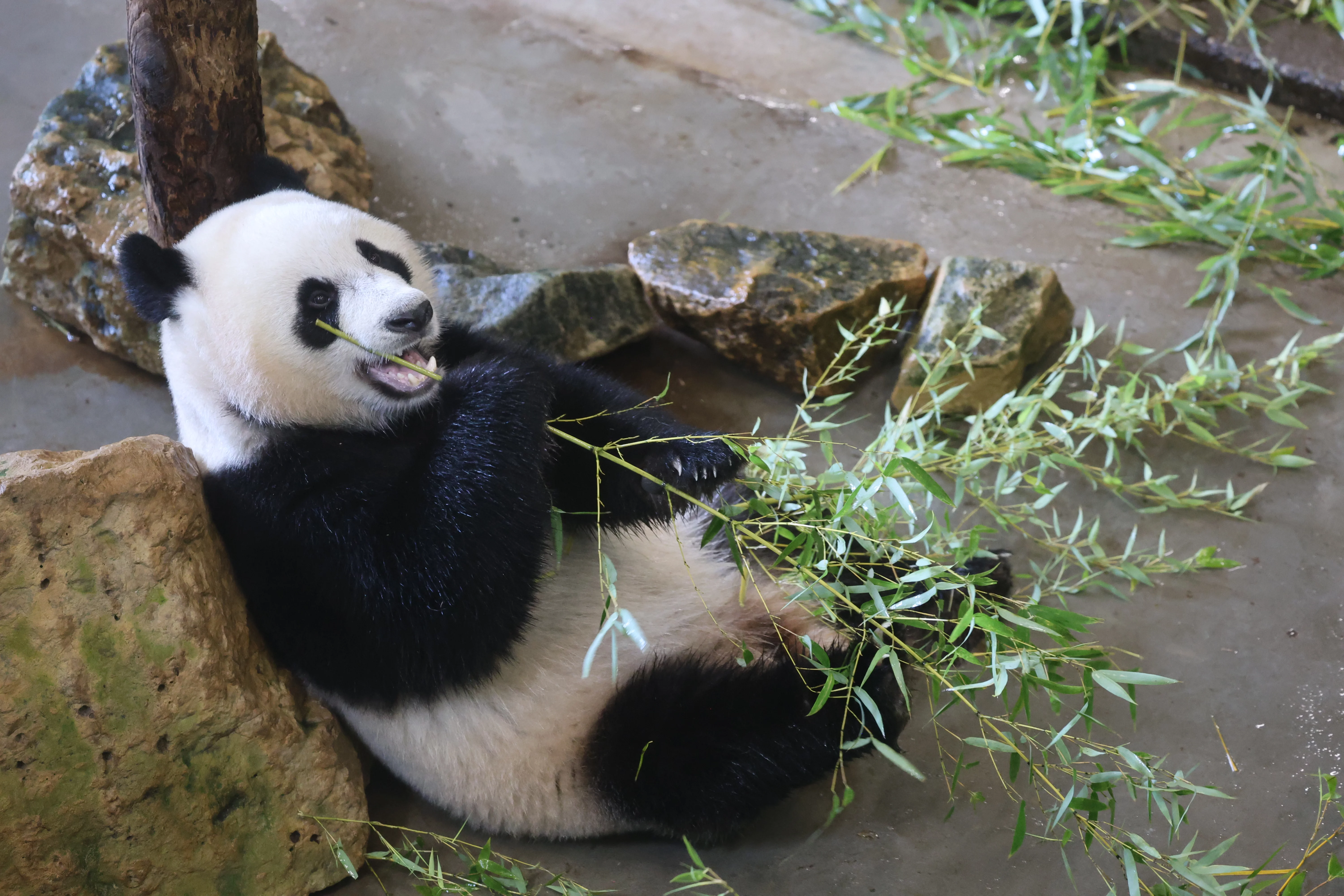 Ouwehands Dierenpark Rhenen