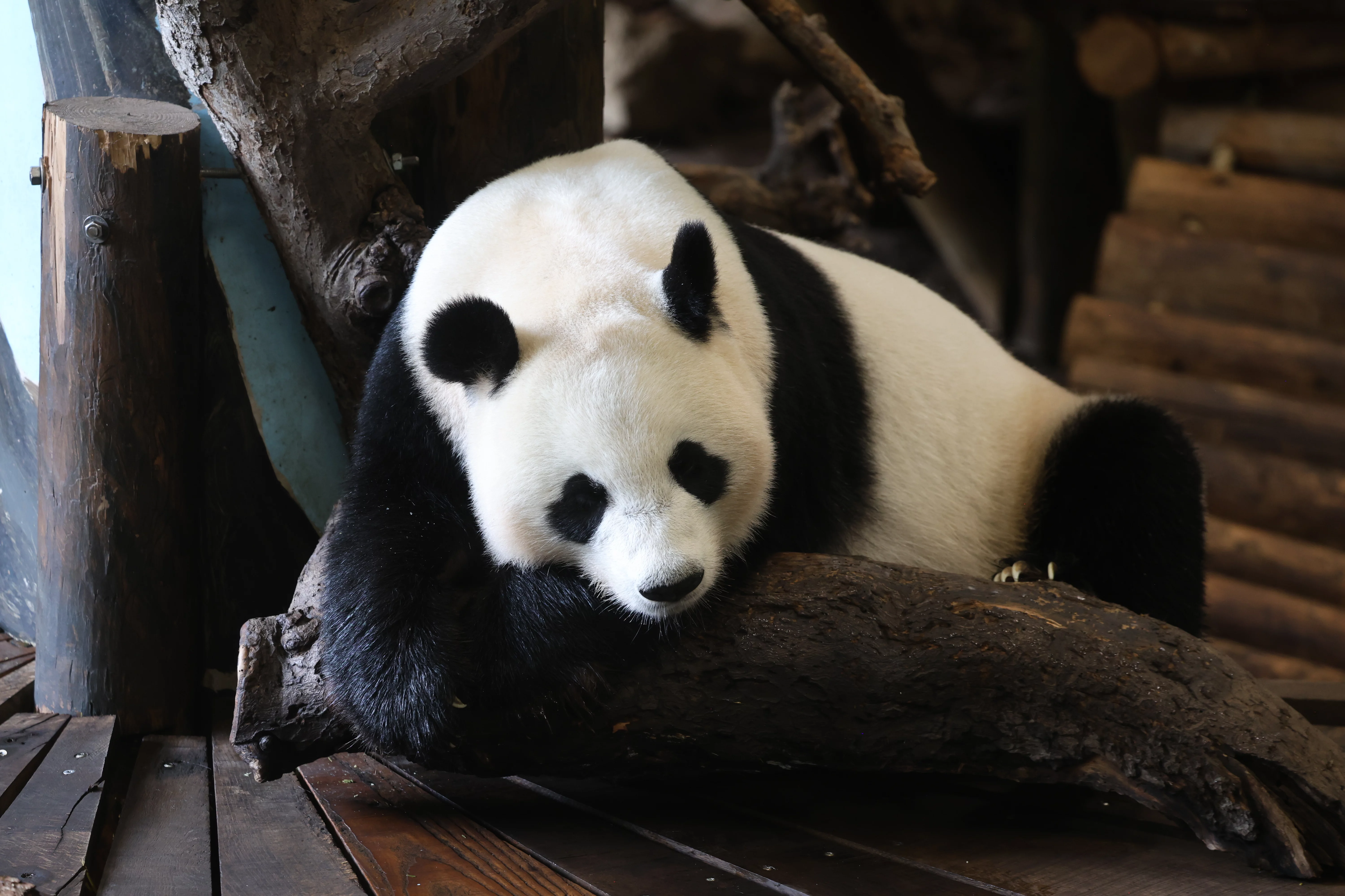 Ouwehands Dierenpark Rhenen
