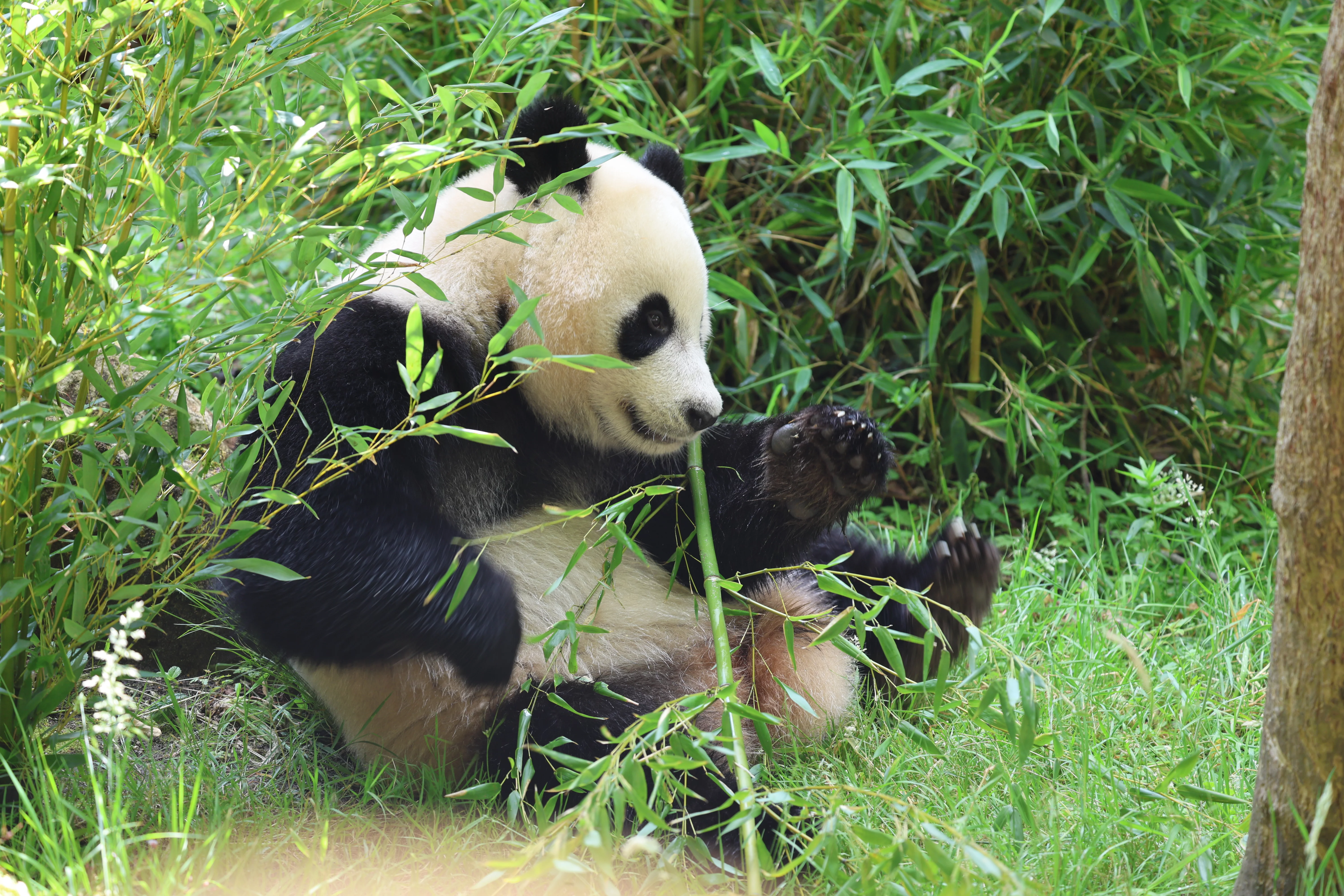 Ouwehands Dierenpark Rhenen
