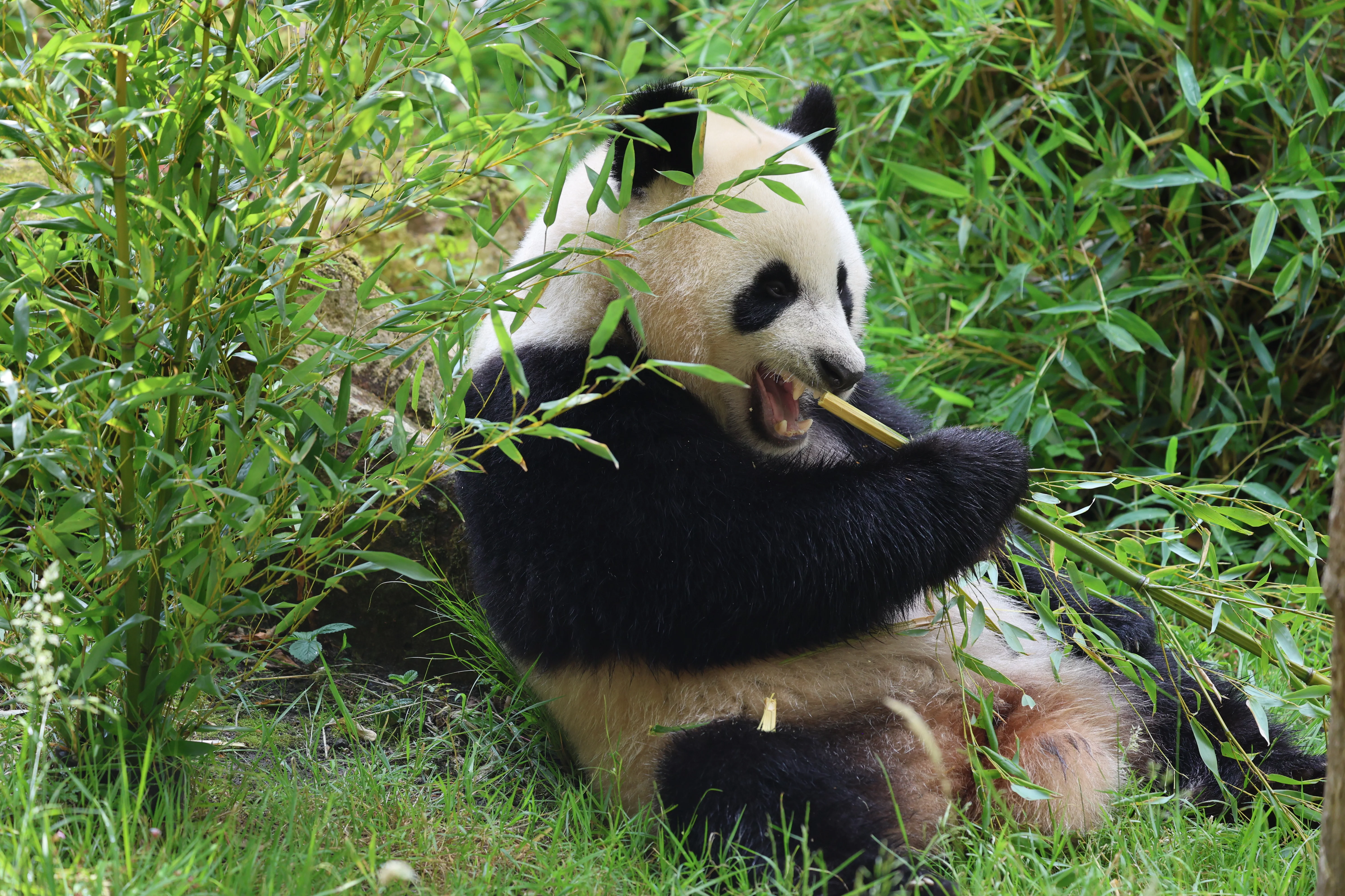 Ouwehands Dierenpark Rhenen