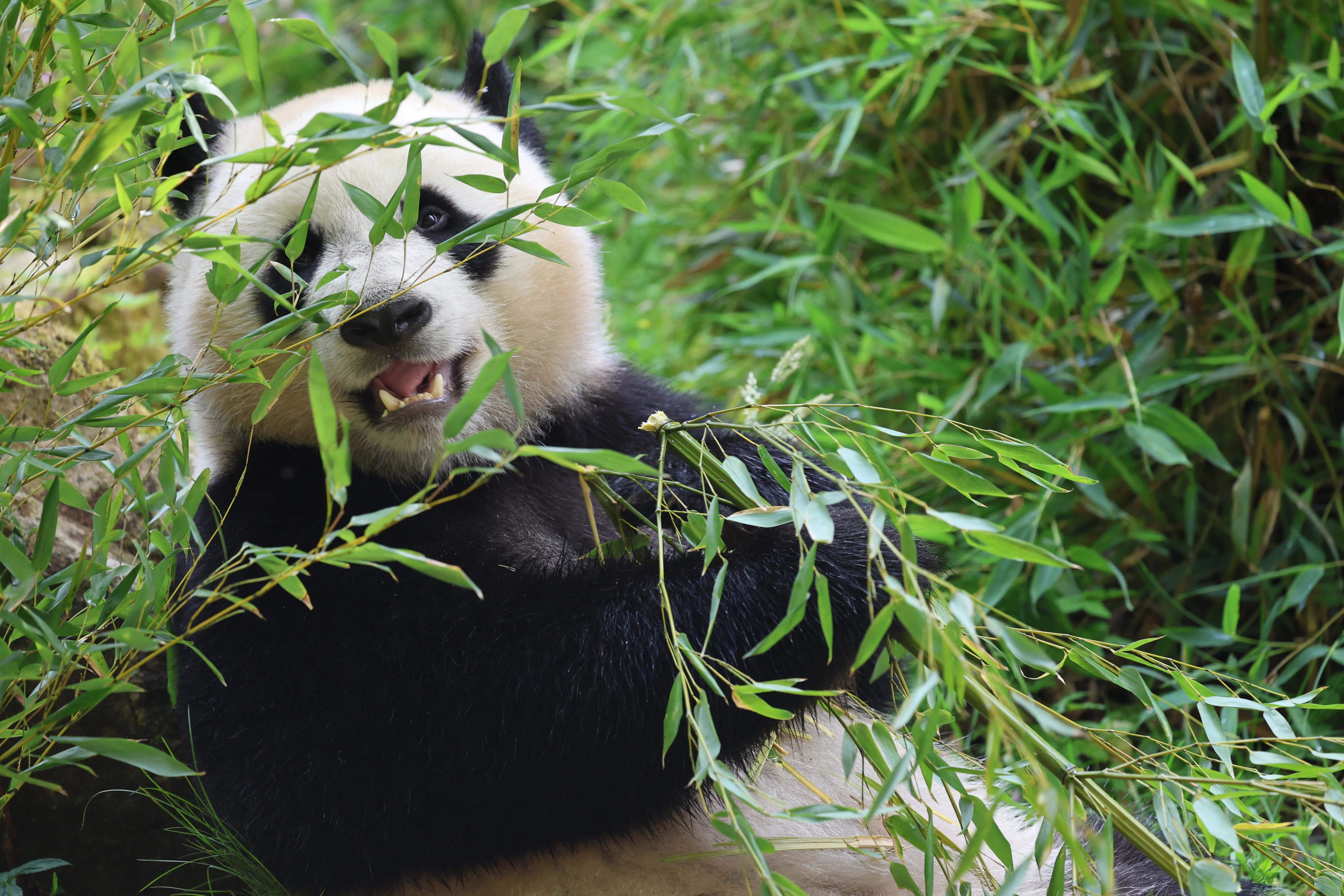 Ouwehands Dierenpark Rhenen