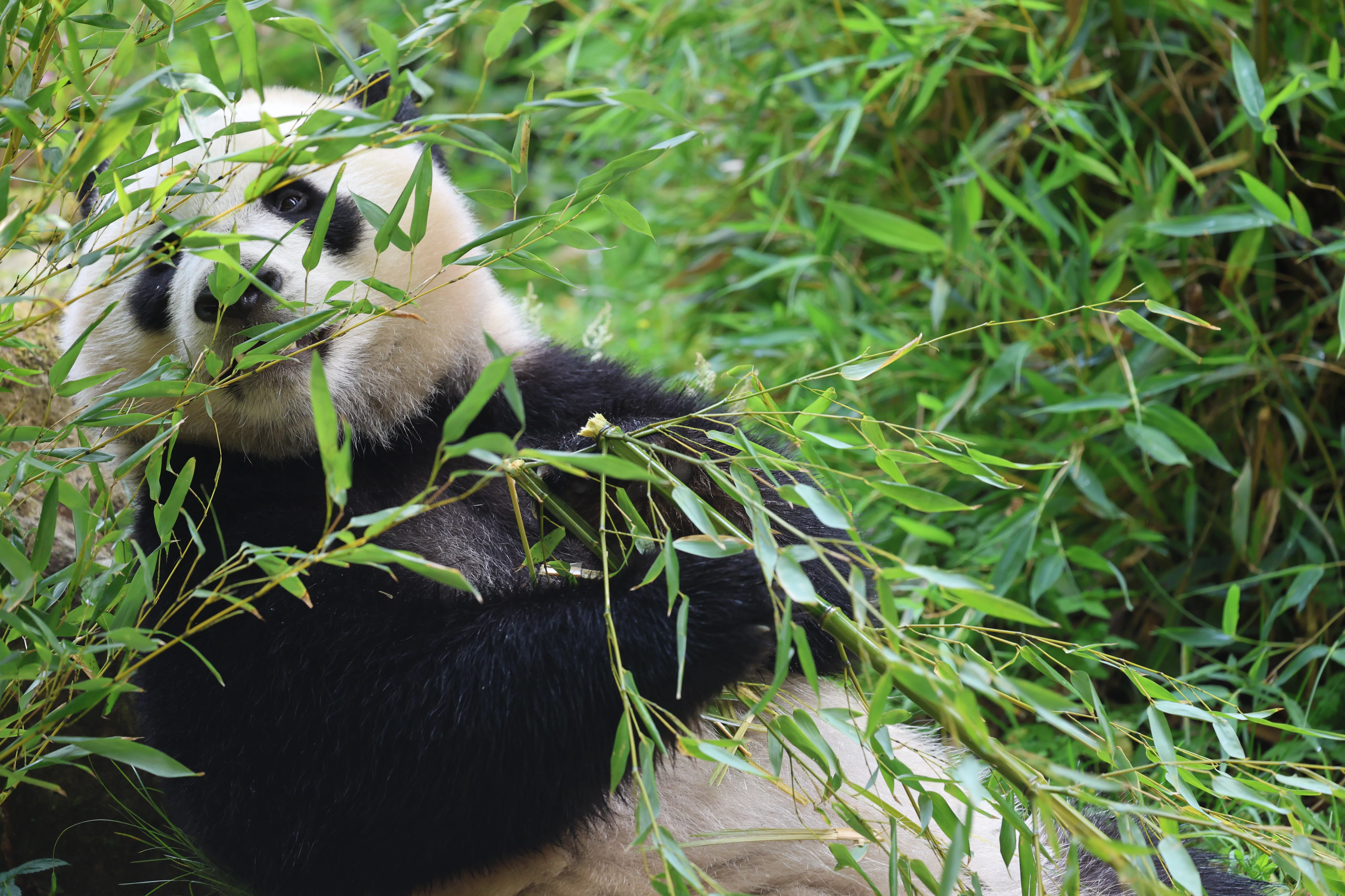 Ouwehands Dierenpark Rhenen