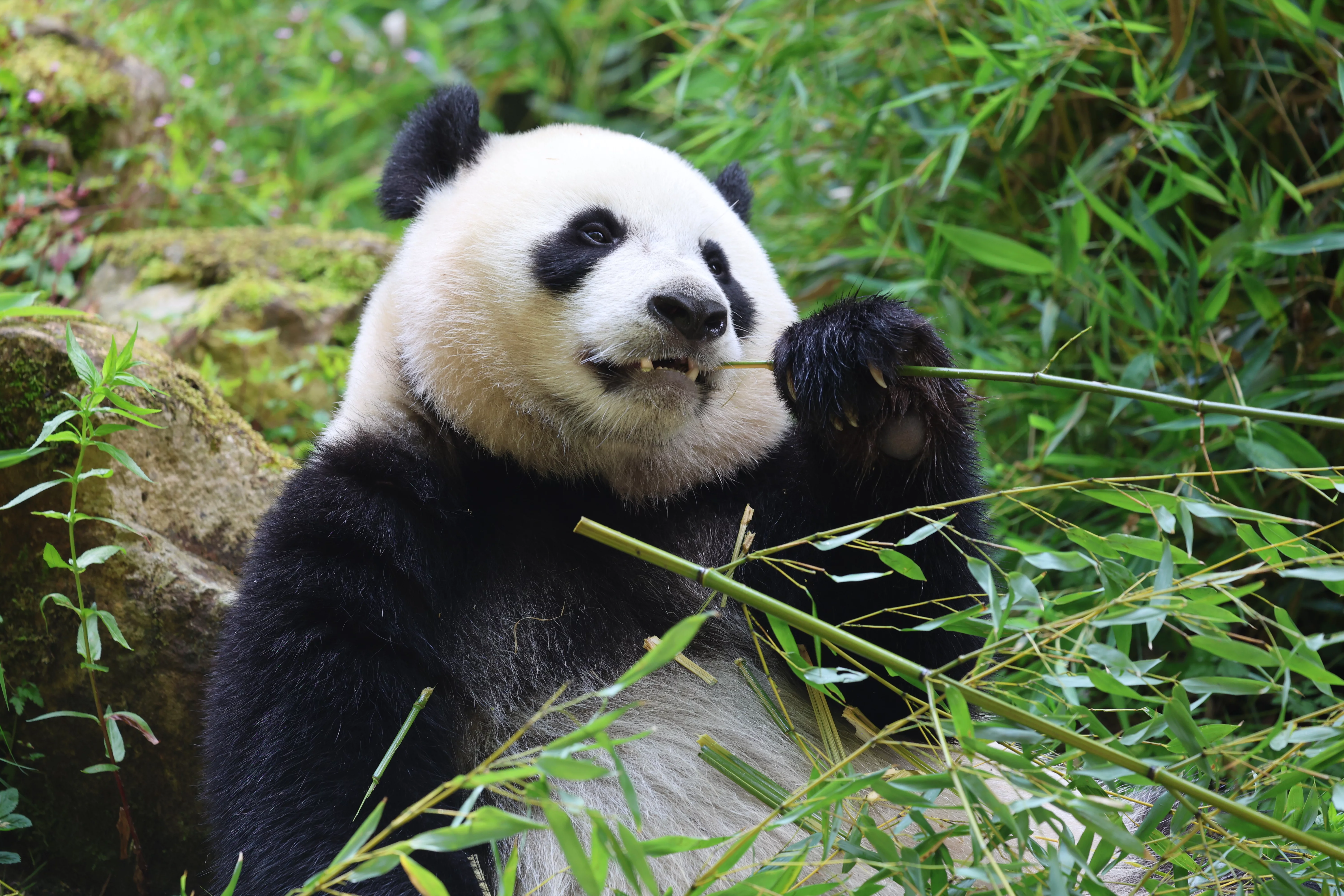 Ouwehands Dierenpark Rhenen