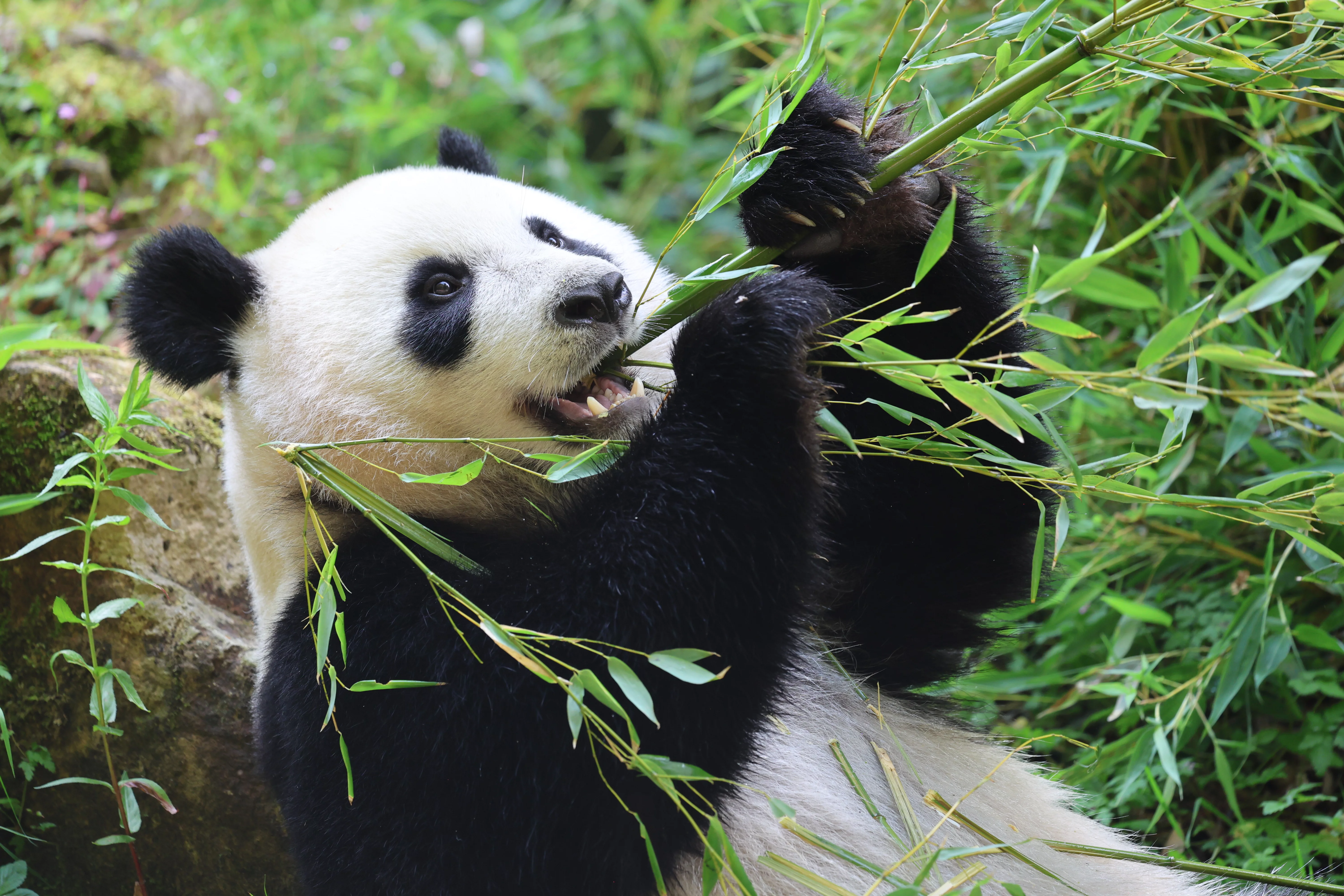 Ouwehands Dierenpark Rhenen