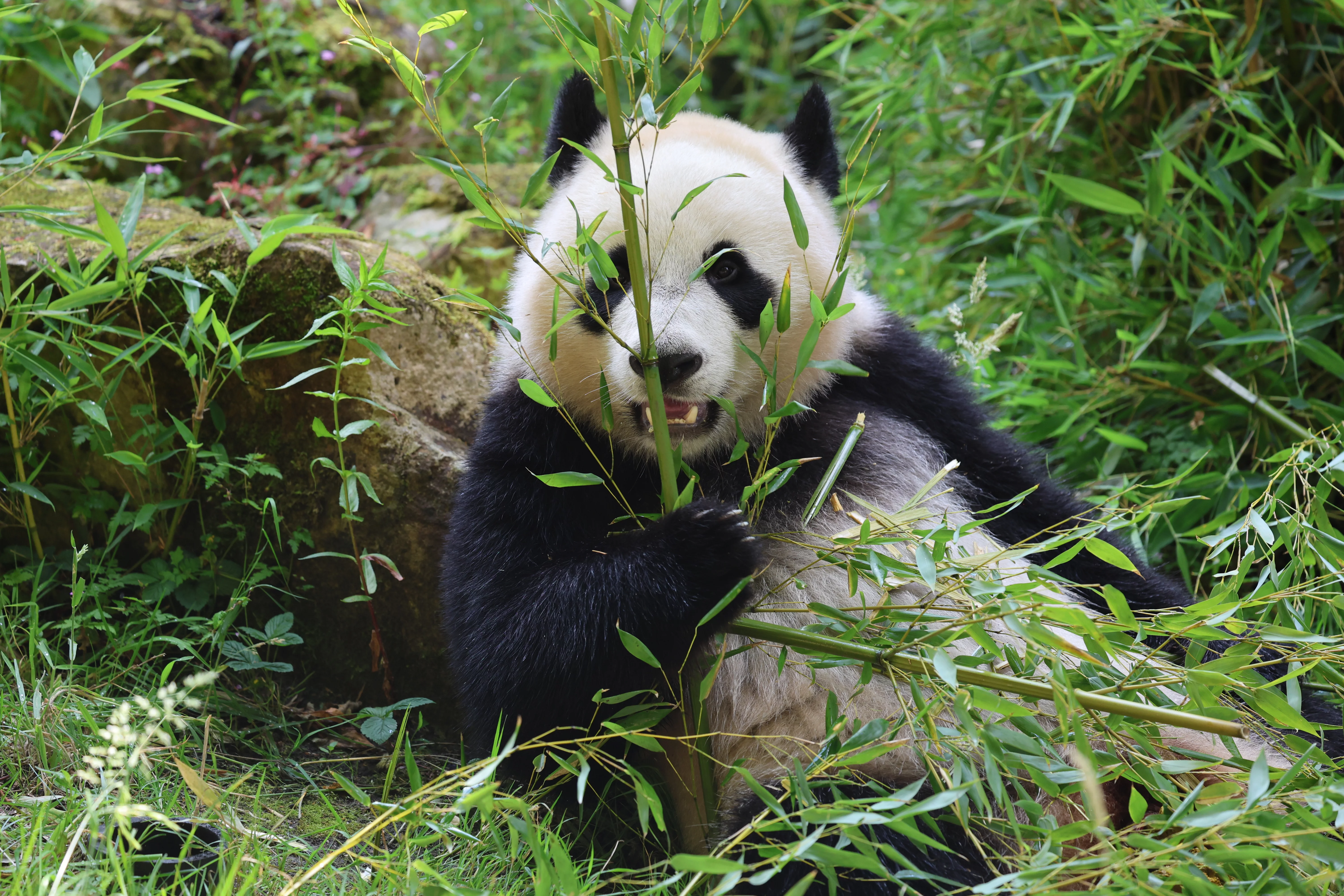 Ouwehands Dierenpark Rhenen