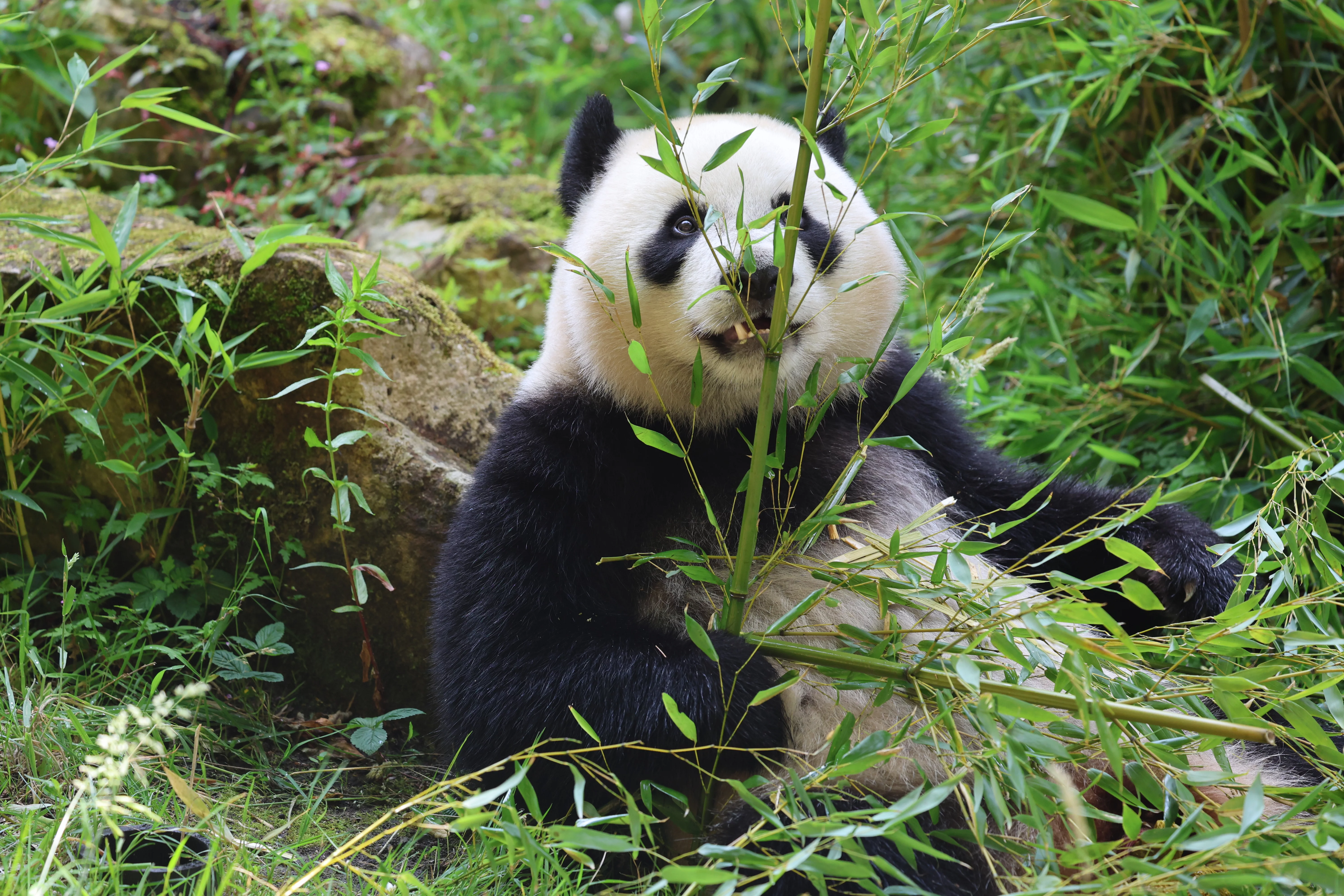 Ouwehands Dierenpark Rhenen