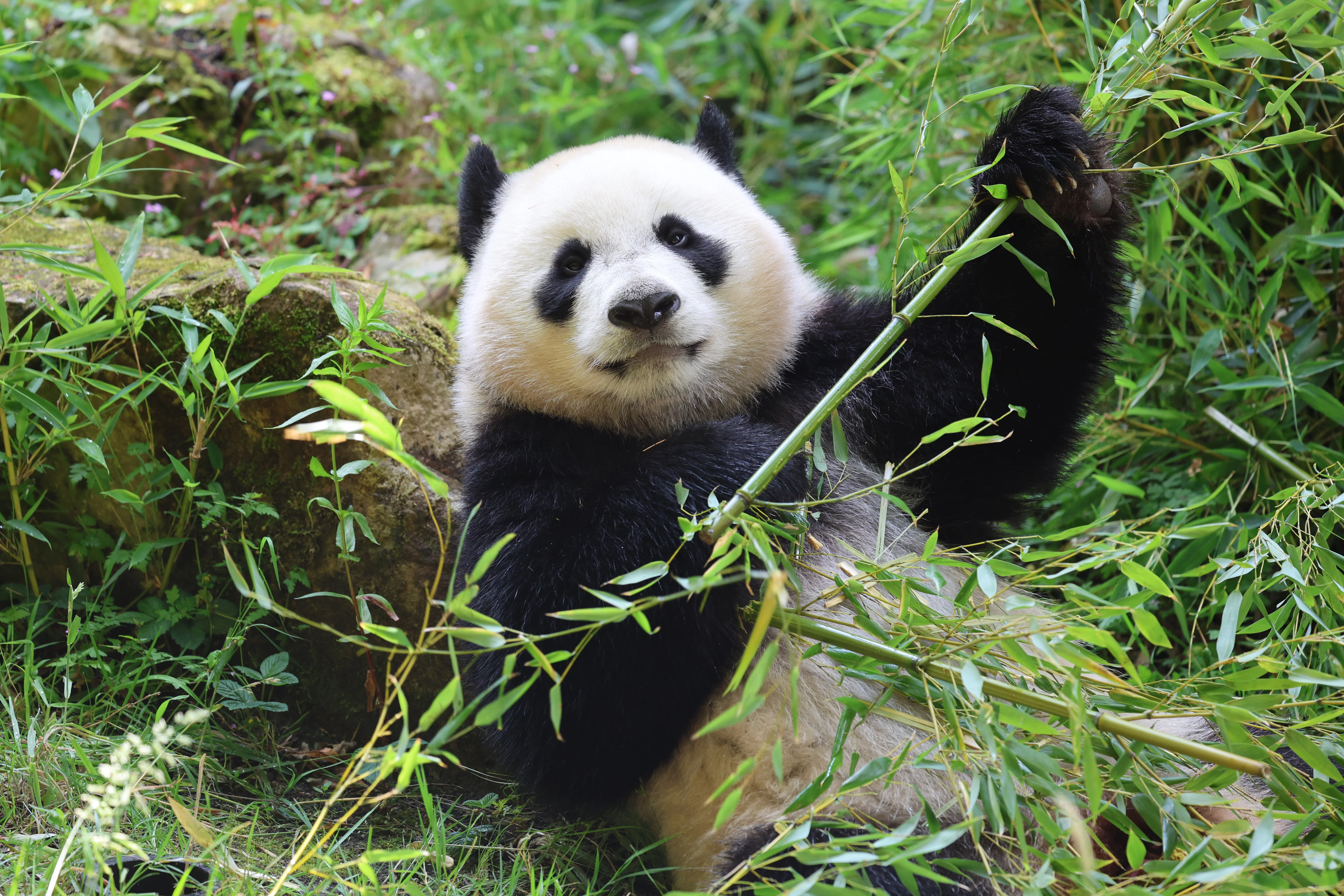 Ouwehands Dierenpark Rhenen