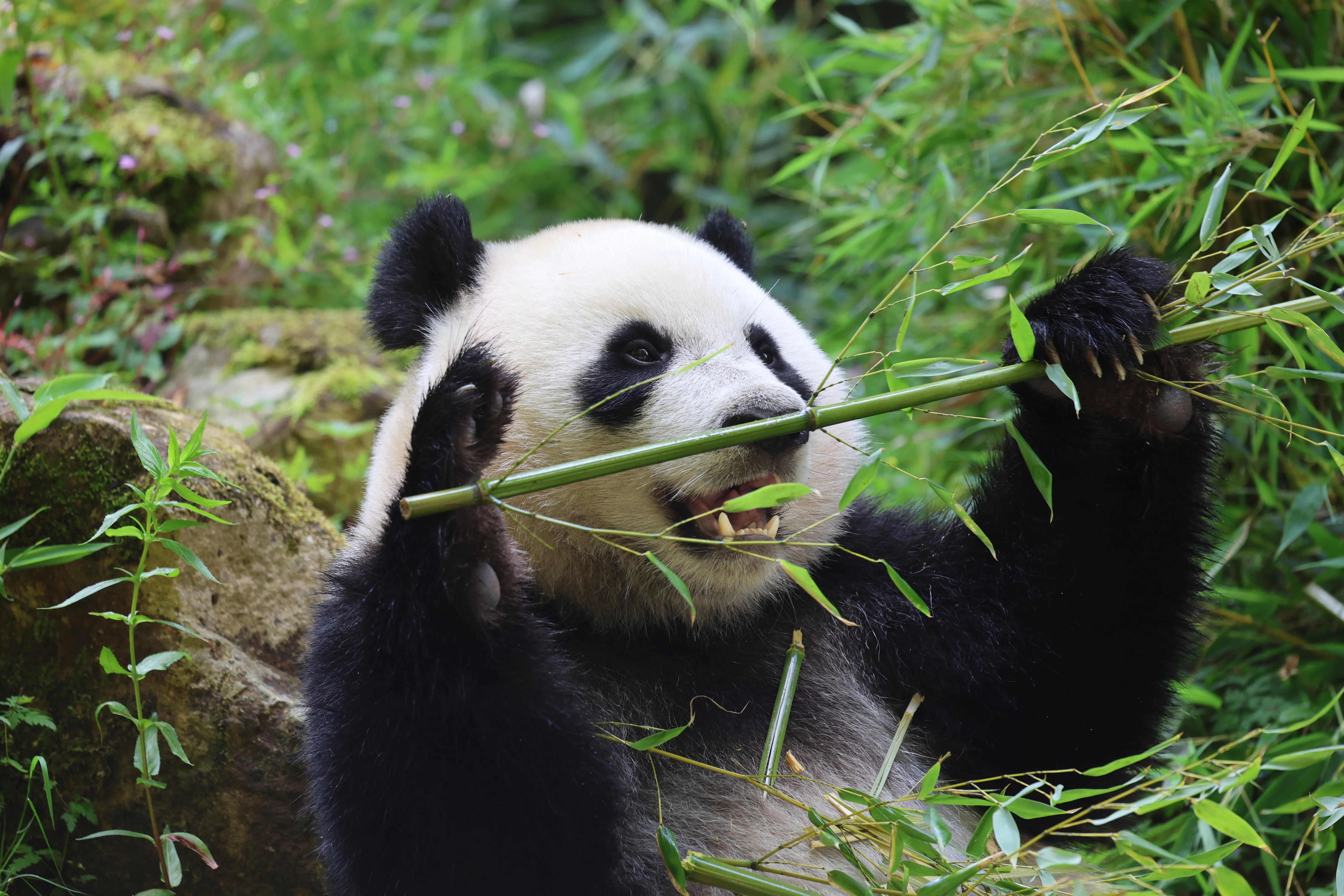 Ouwehands Dierenpark Rhenen