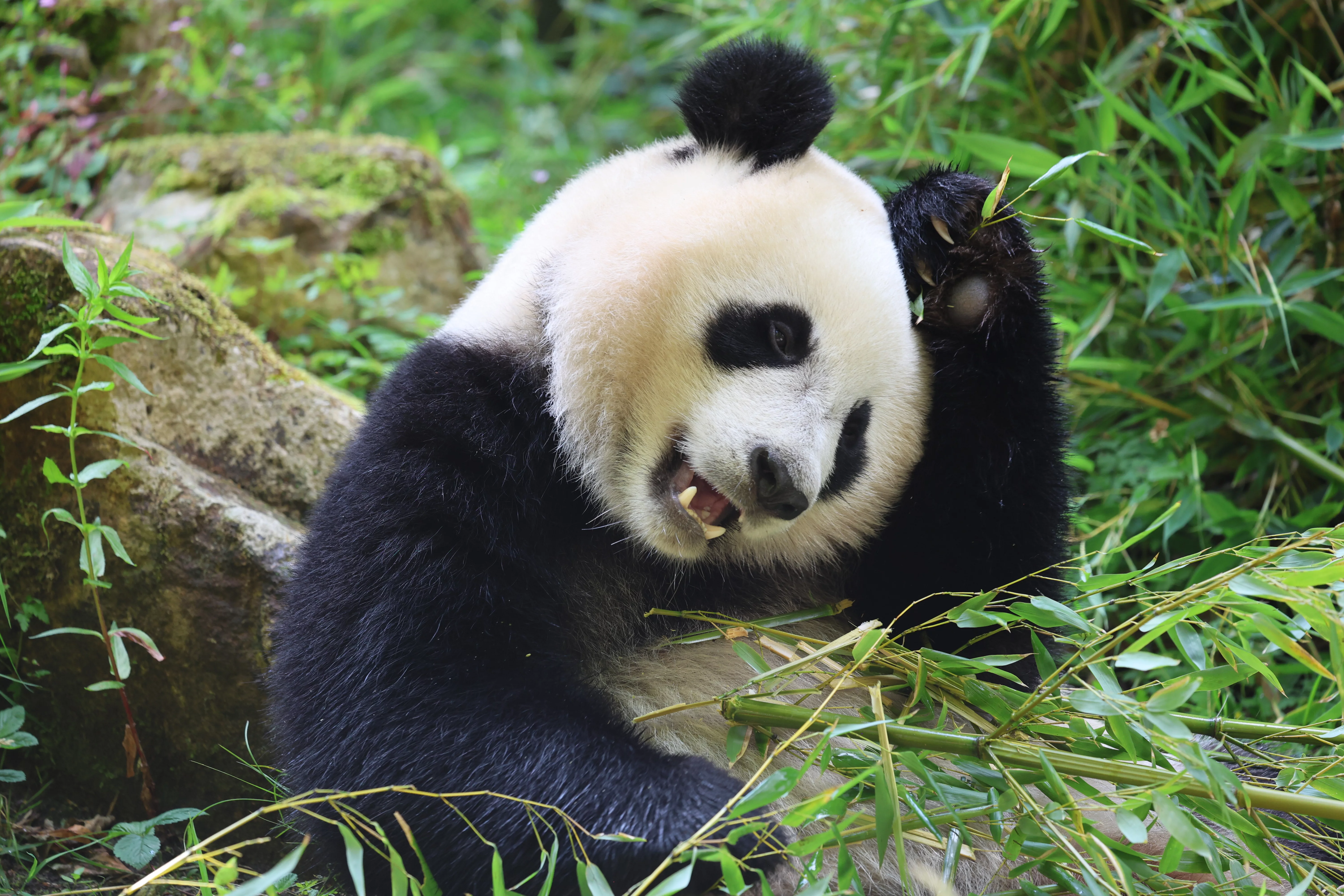 Ouwehands Dierenpark Rhenen