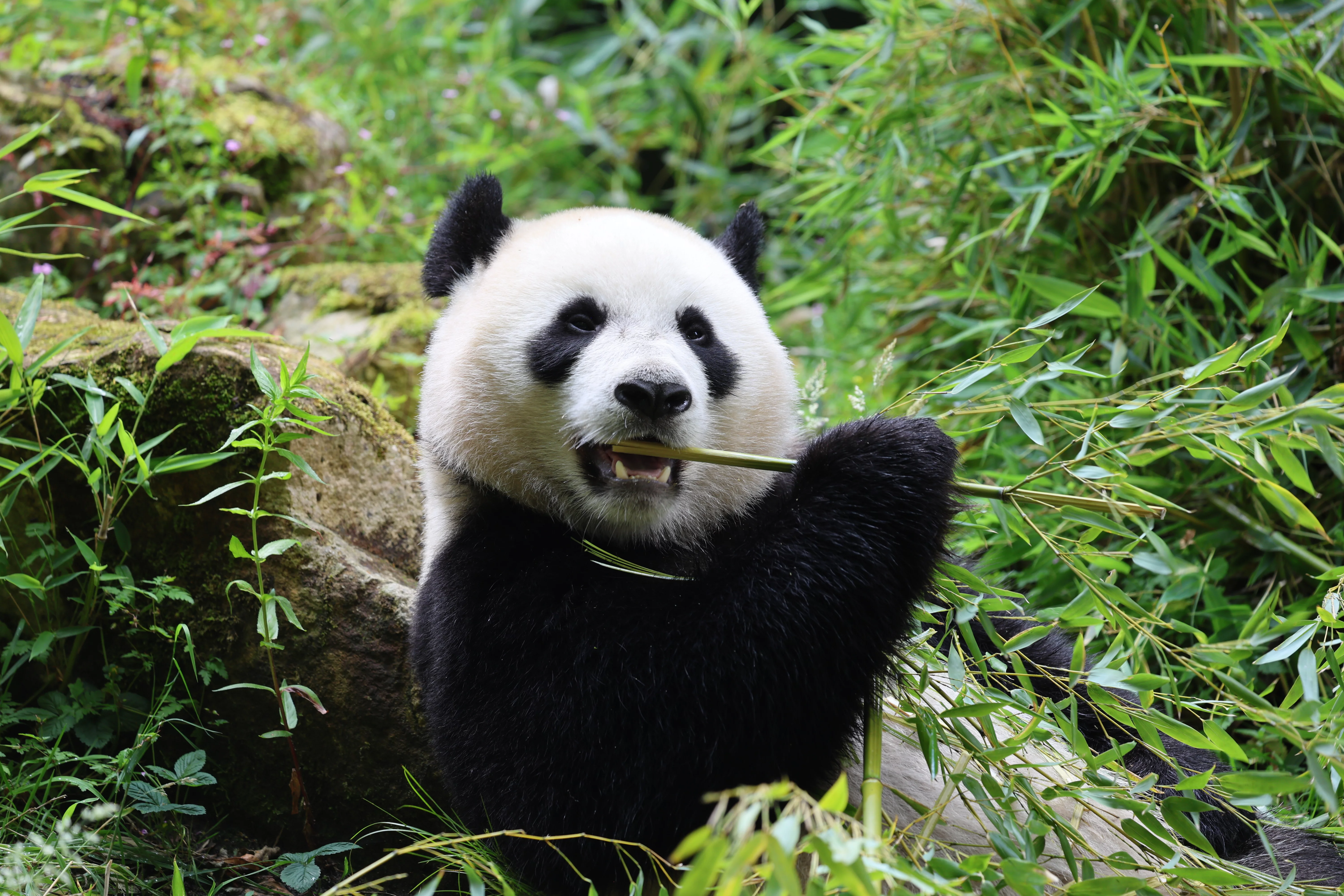 Ouwehands Dierenpark Rhenen