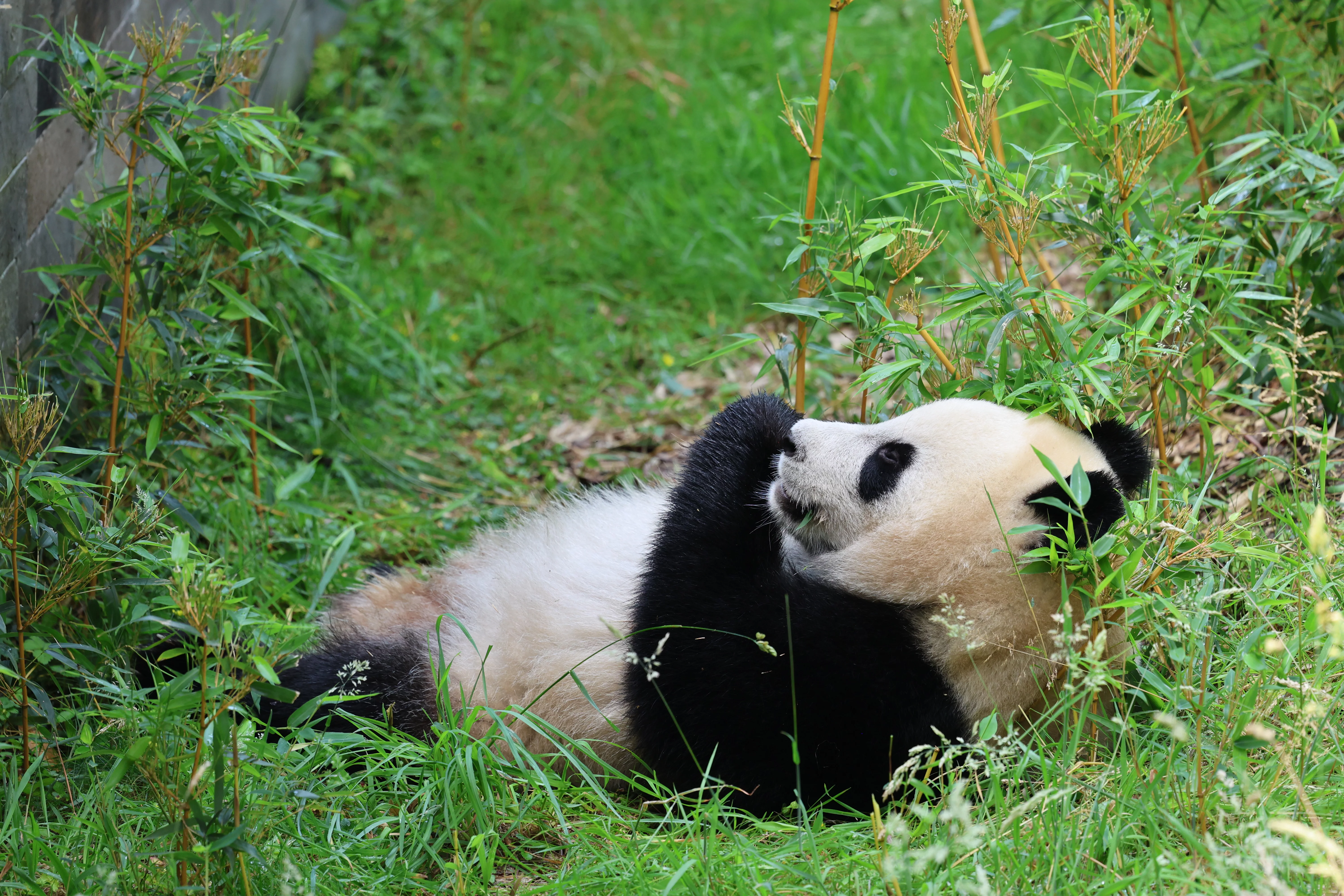 Ouwehands Dierenpark Rhenen