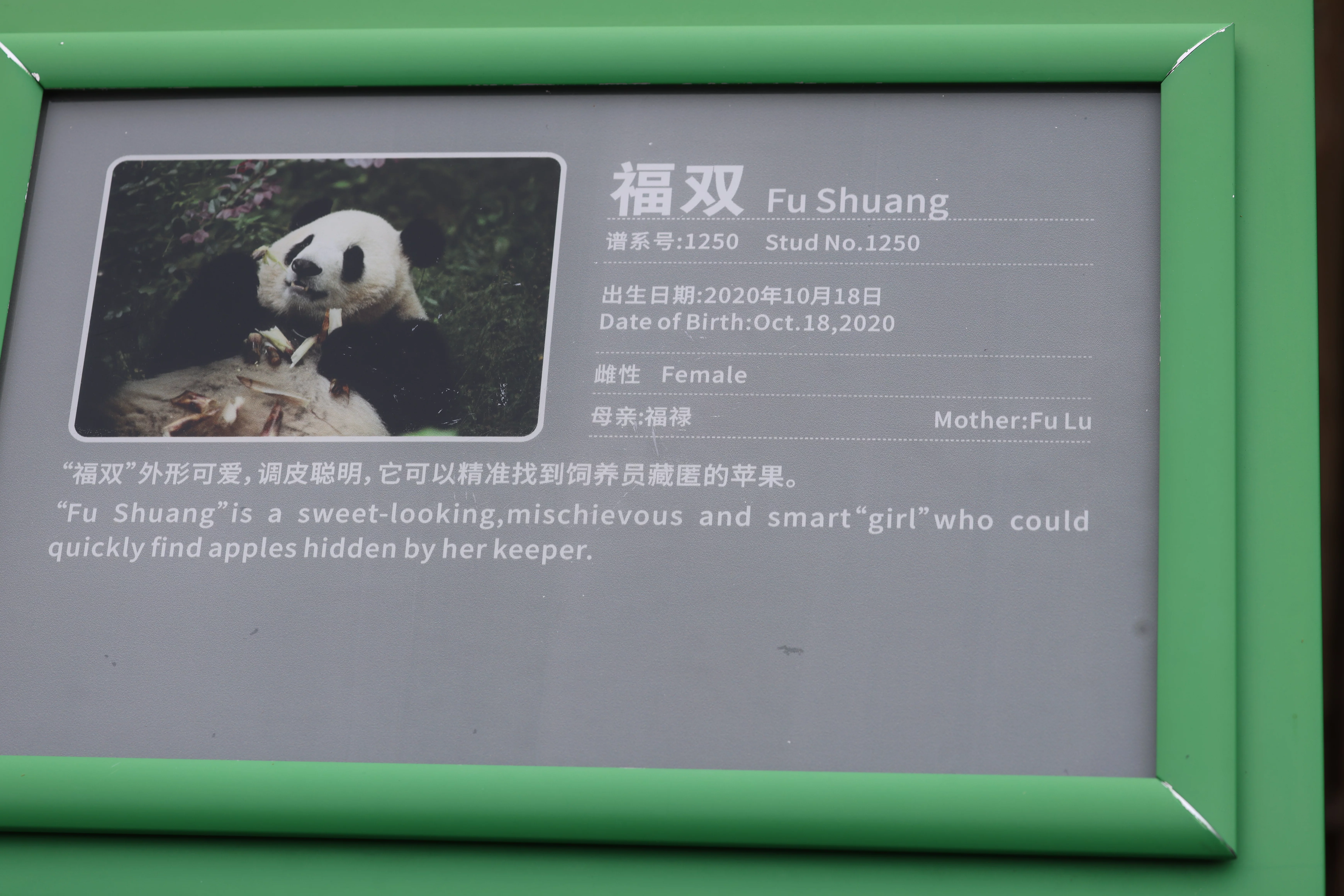 Chengdu Research Base of Giant Panda Breeding