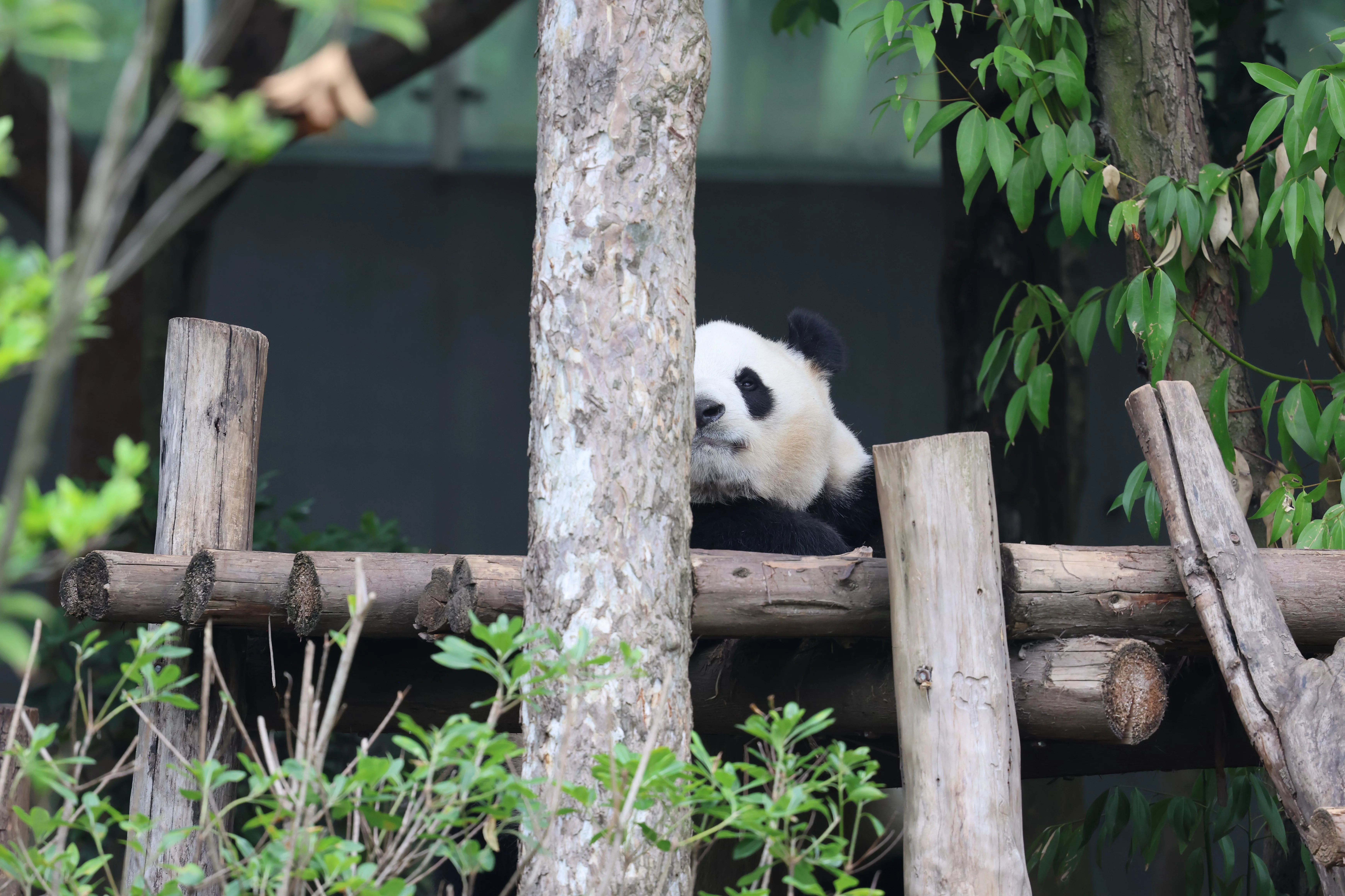 Chengdu Research Base of Giant Panda Breeding