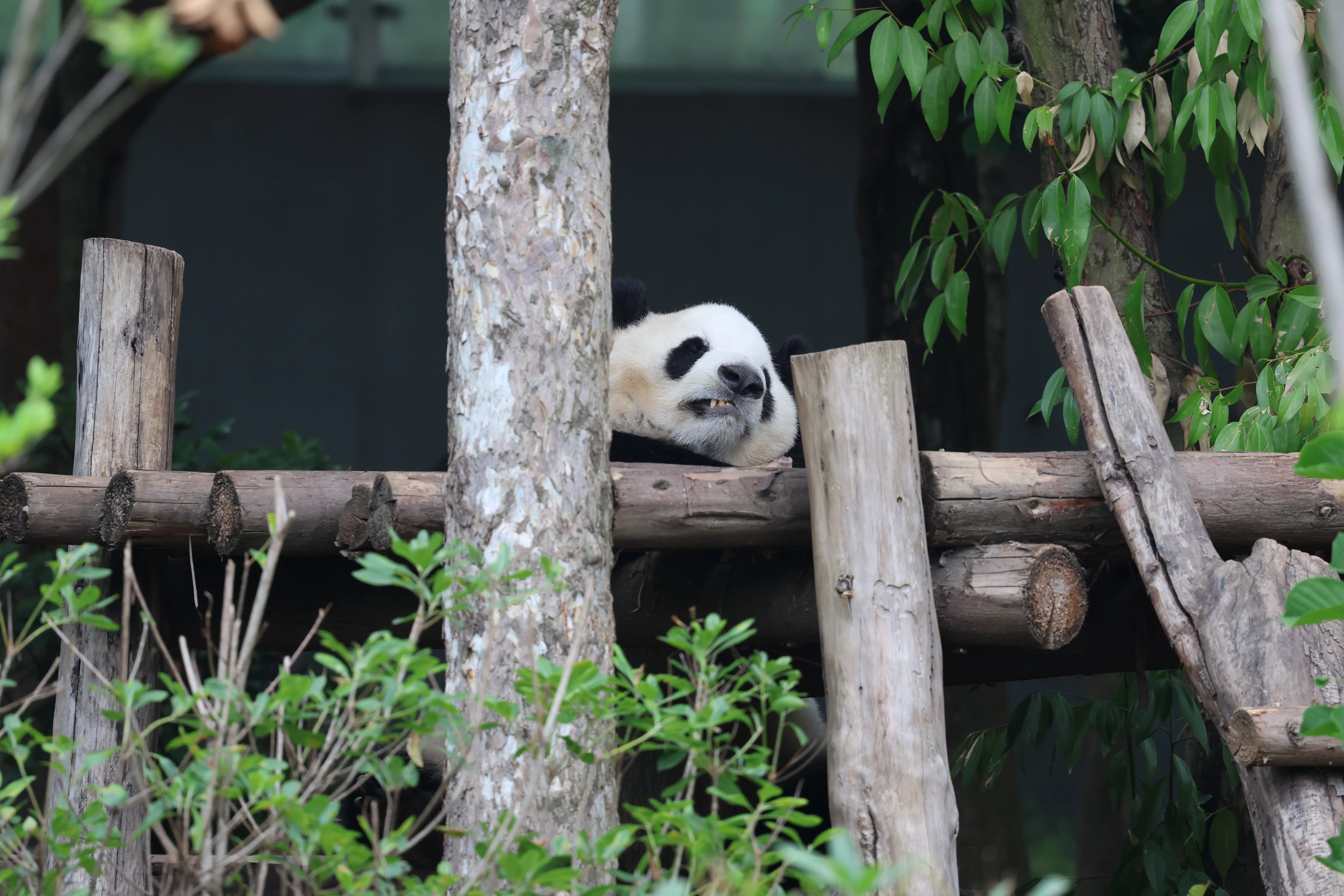 Chengdu Research Base of Giant Panda Breeding