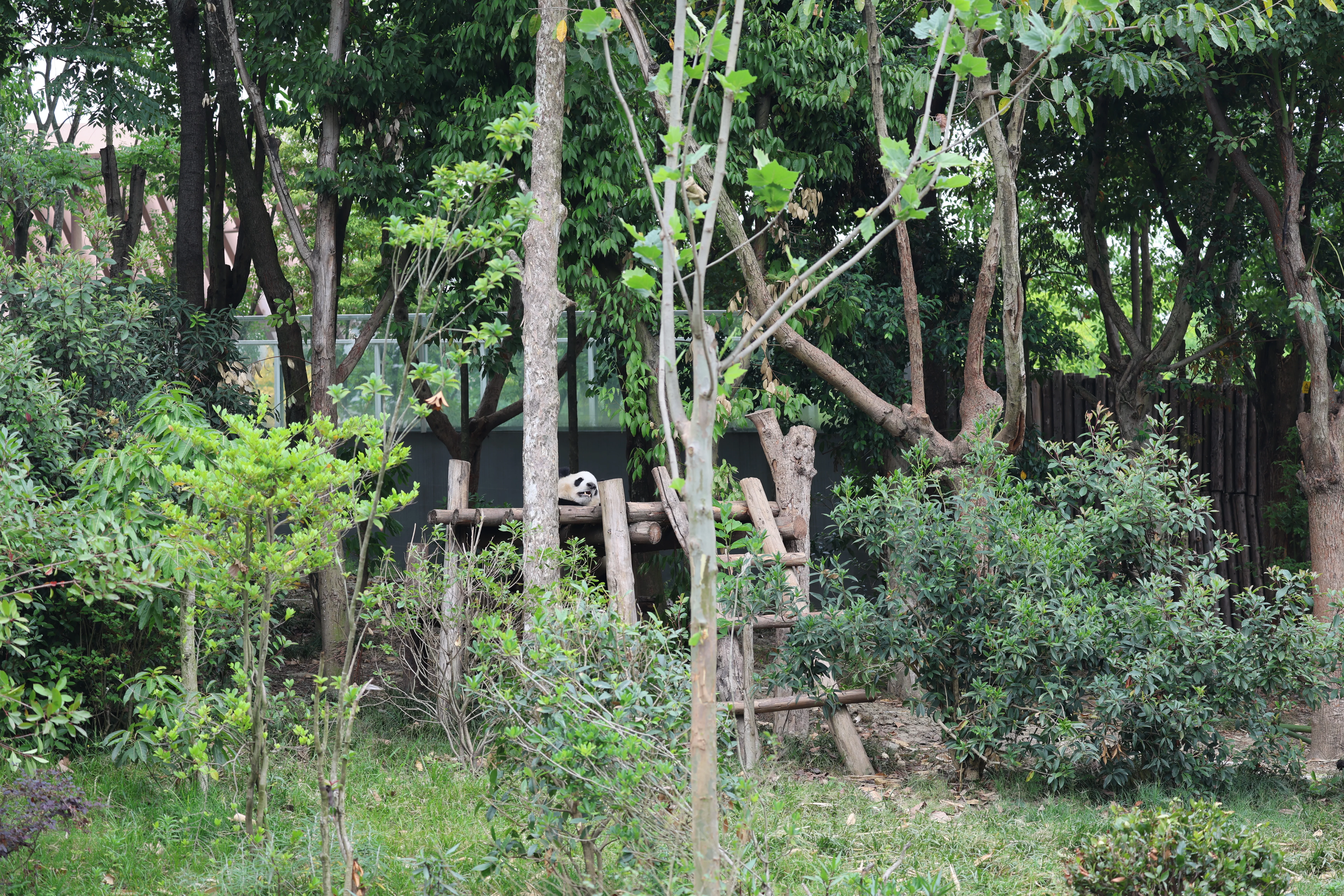 Chengdu Research Base of Giant Panda Breeding