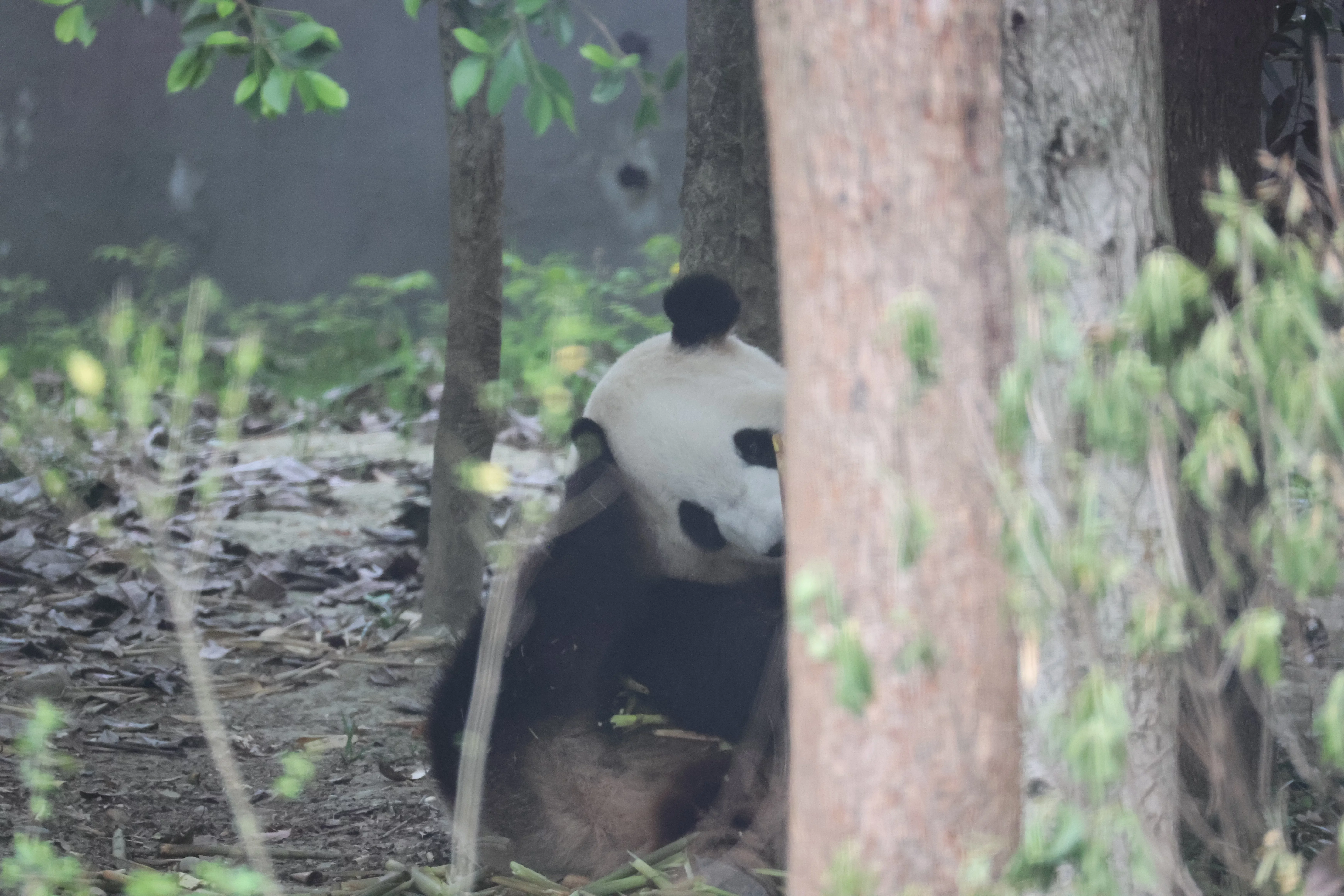 Chengdu Research Base of Giant Panda Breeding