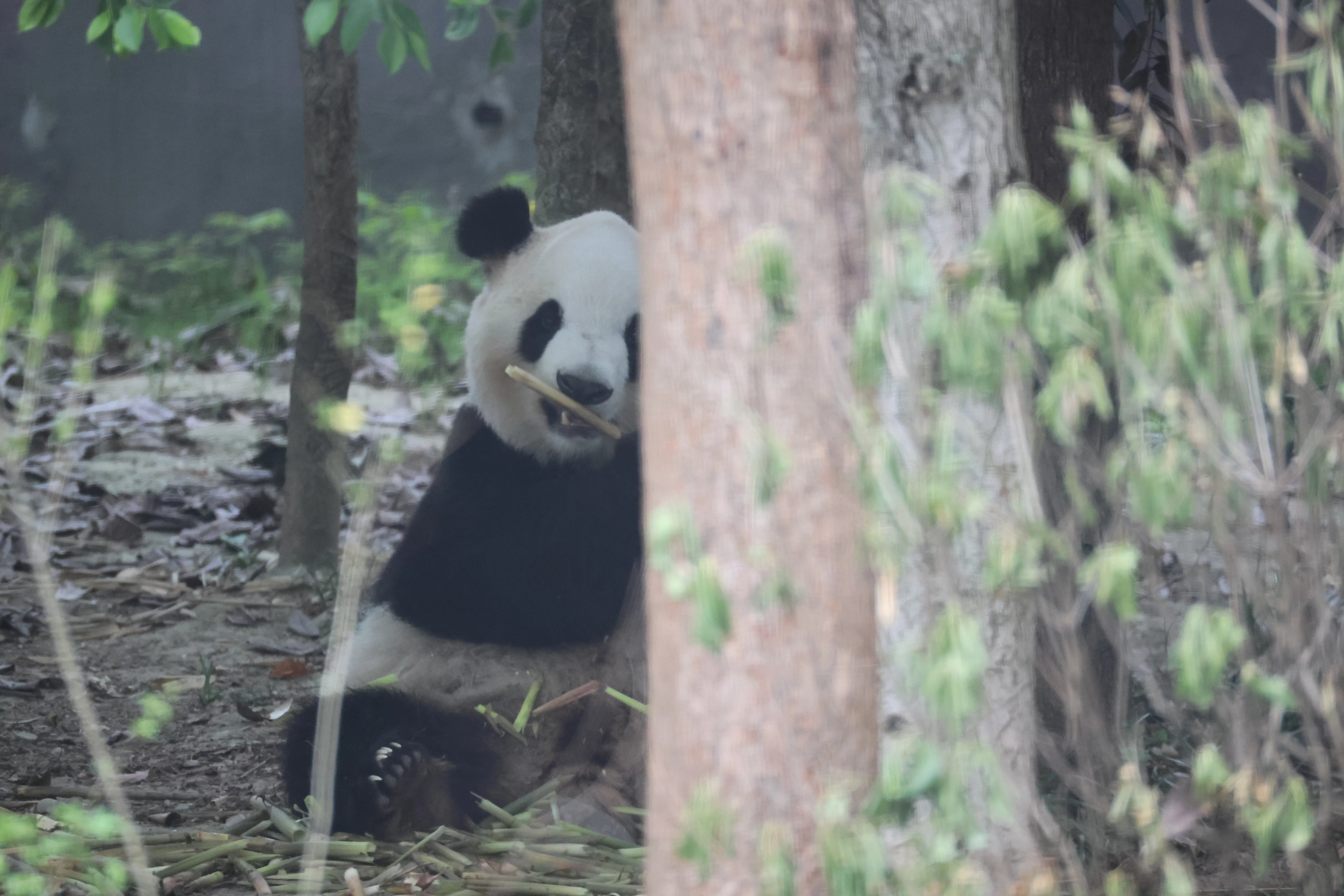 Chengdu Research Base of Giant Panda Breeding