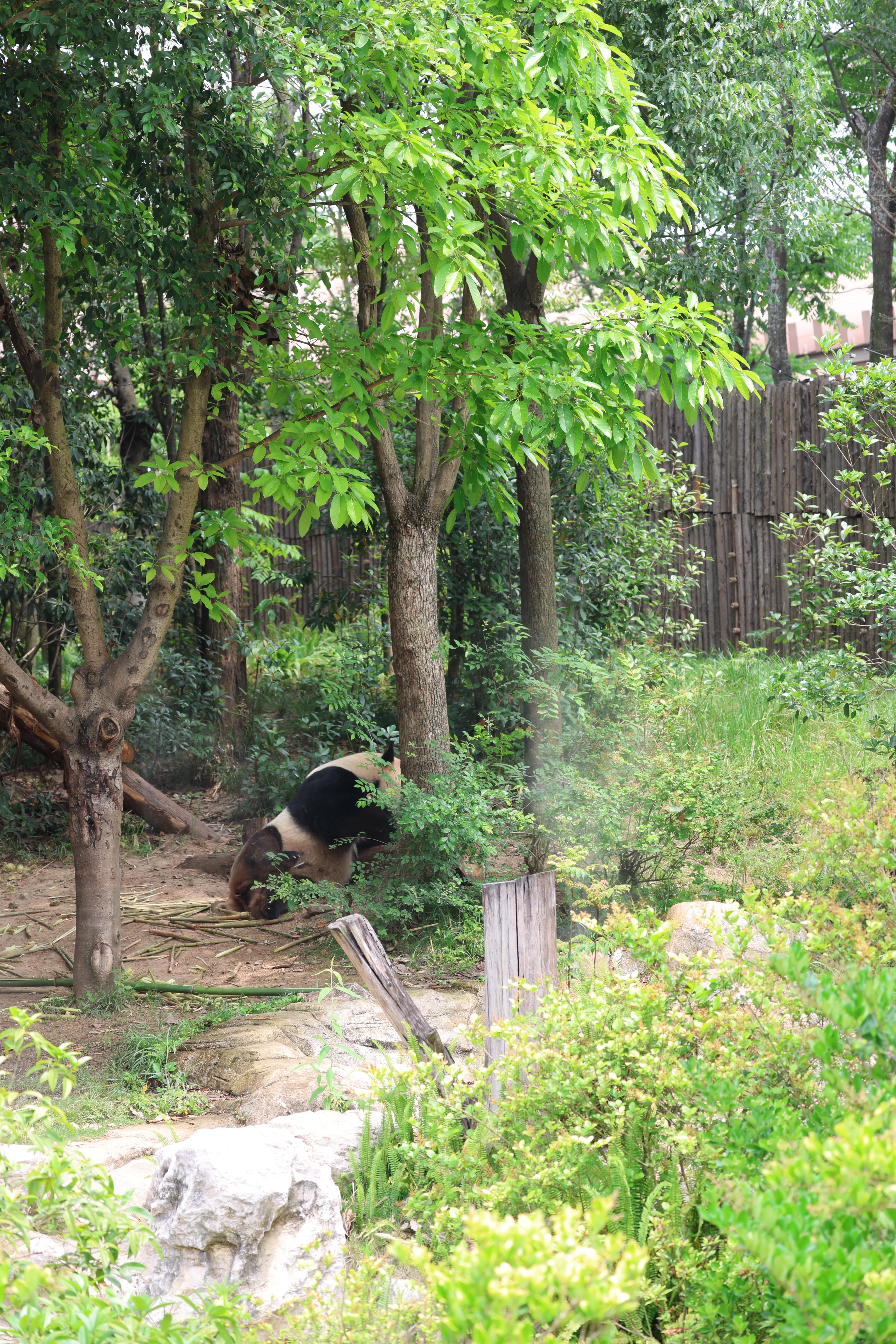 Chengdu Research Base of Giant Panda Breeding