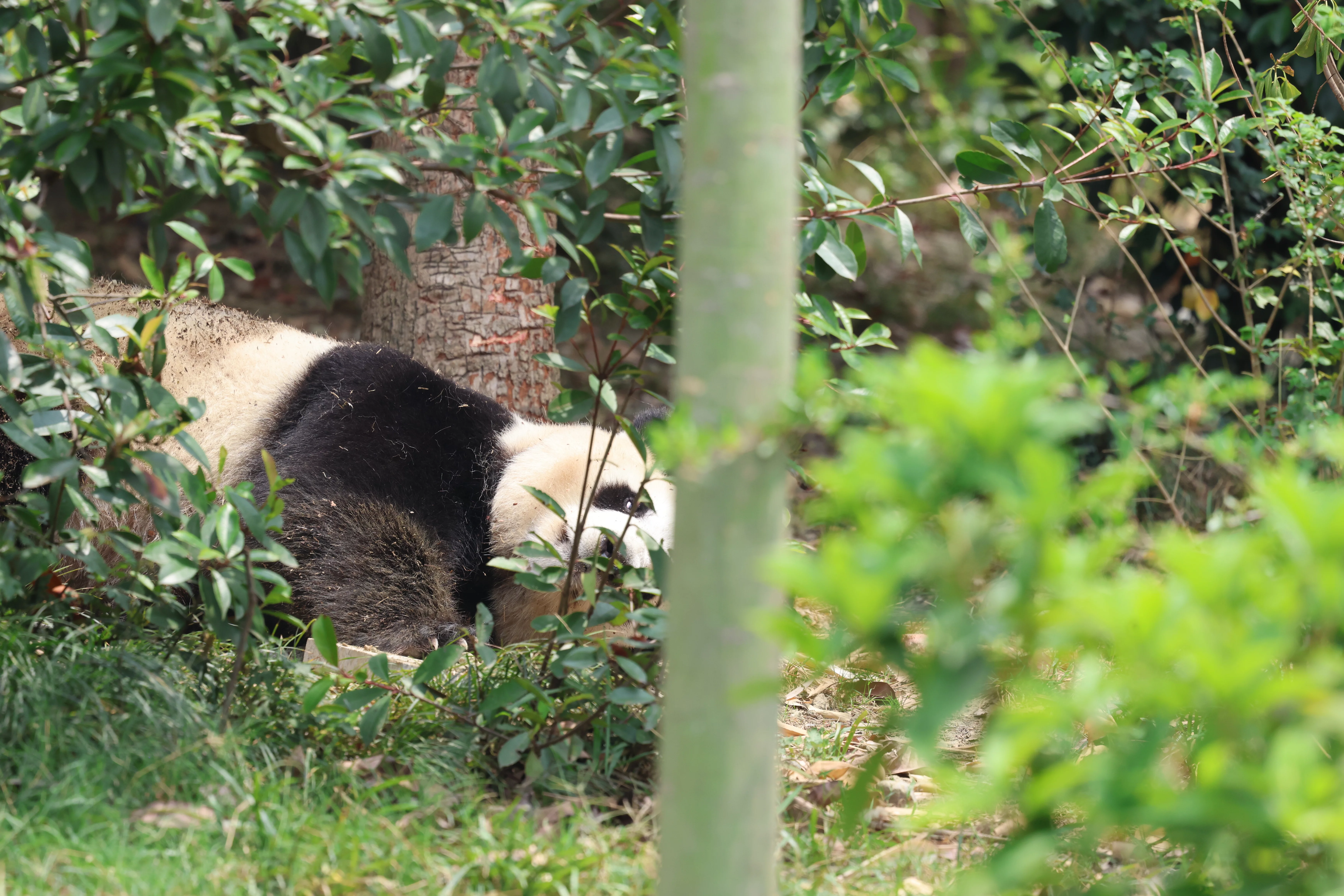 Chengdu Research Base of Giant Panda Breeding