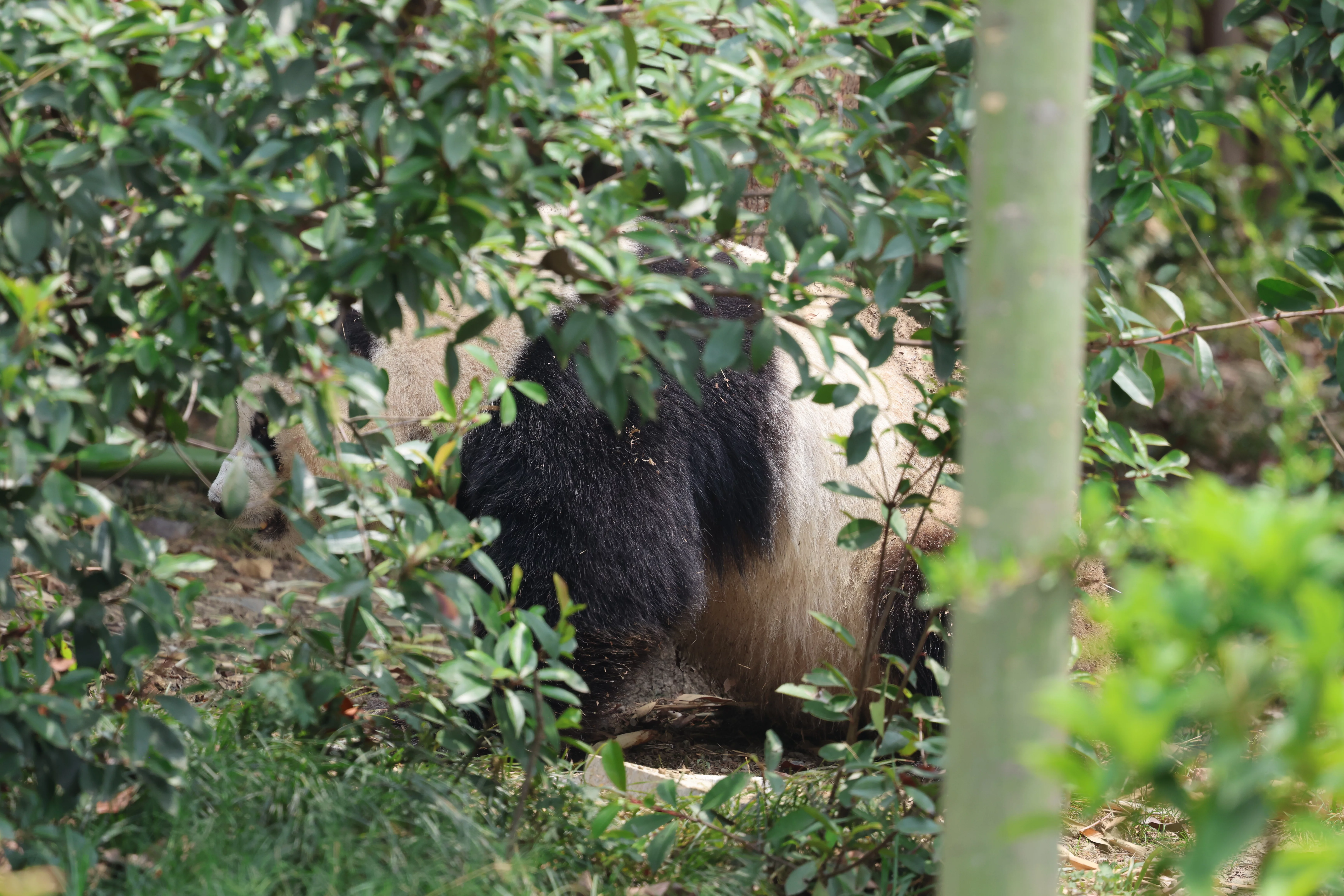Chengdu Research Base of Giant Panda Breeding