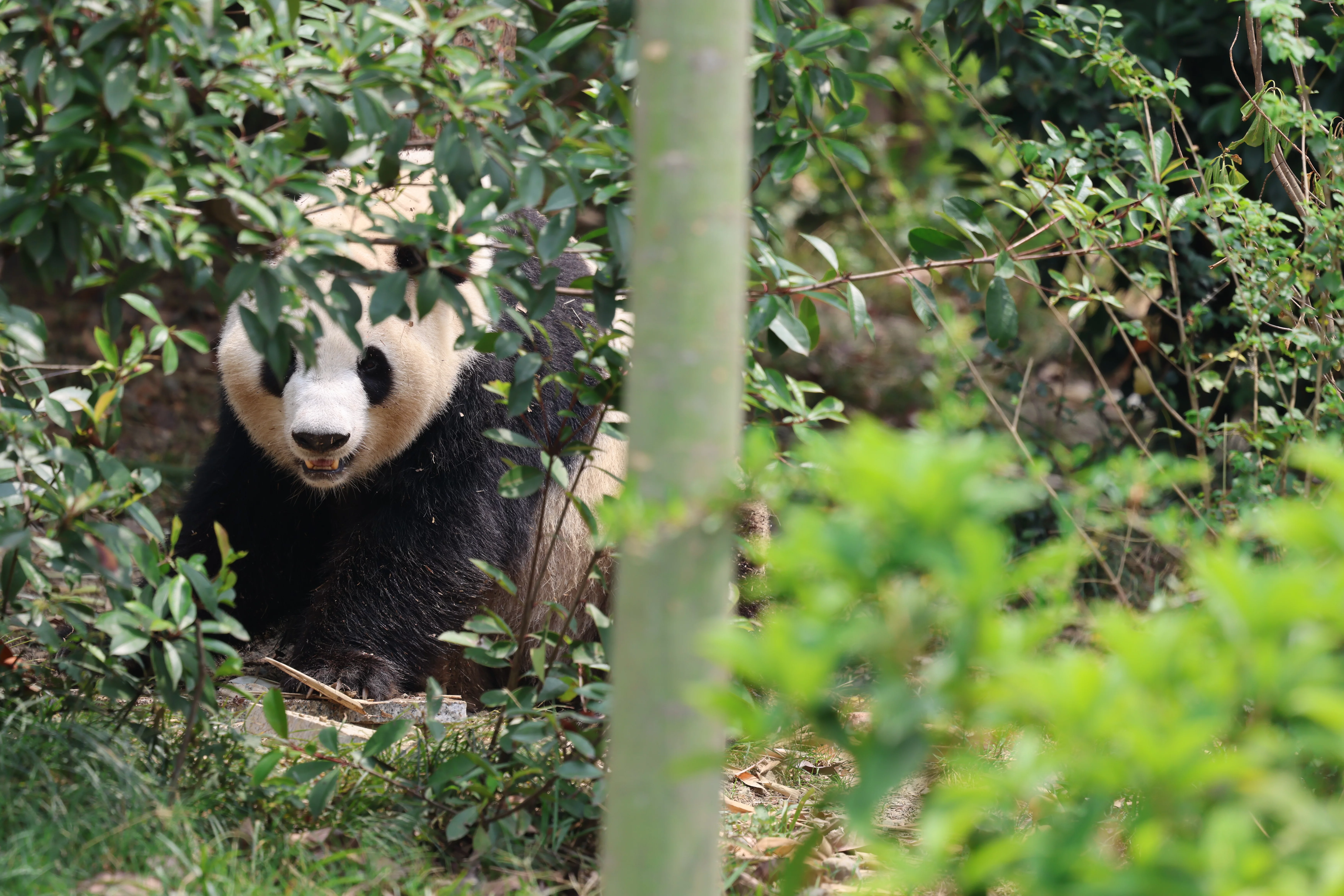 Chengdu Research Base of Giant Panda Breeding