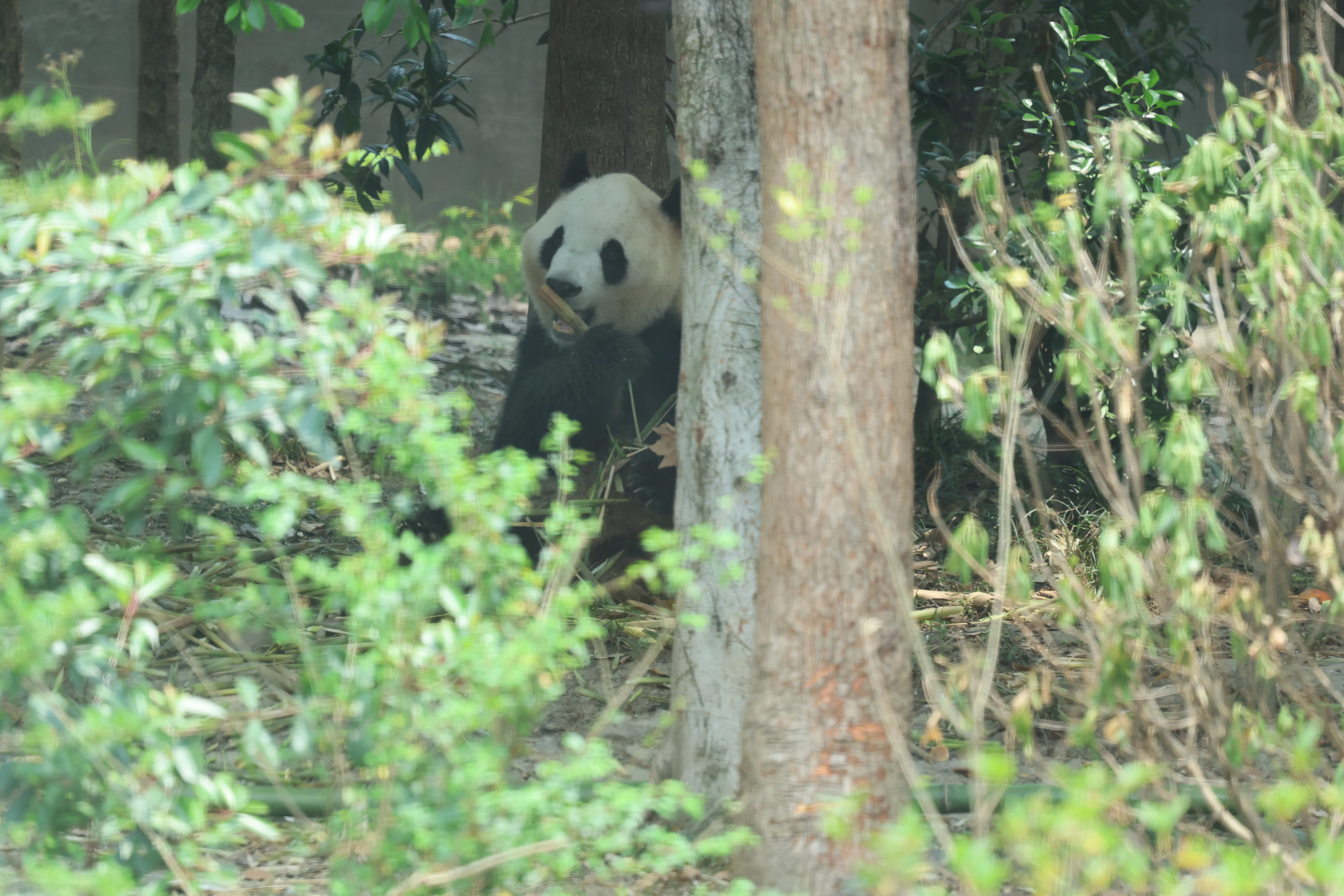 Chengdu Research Base of Giant Panda Breeding