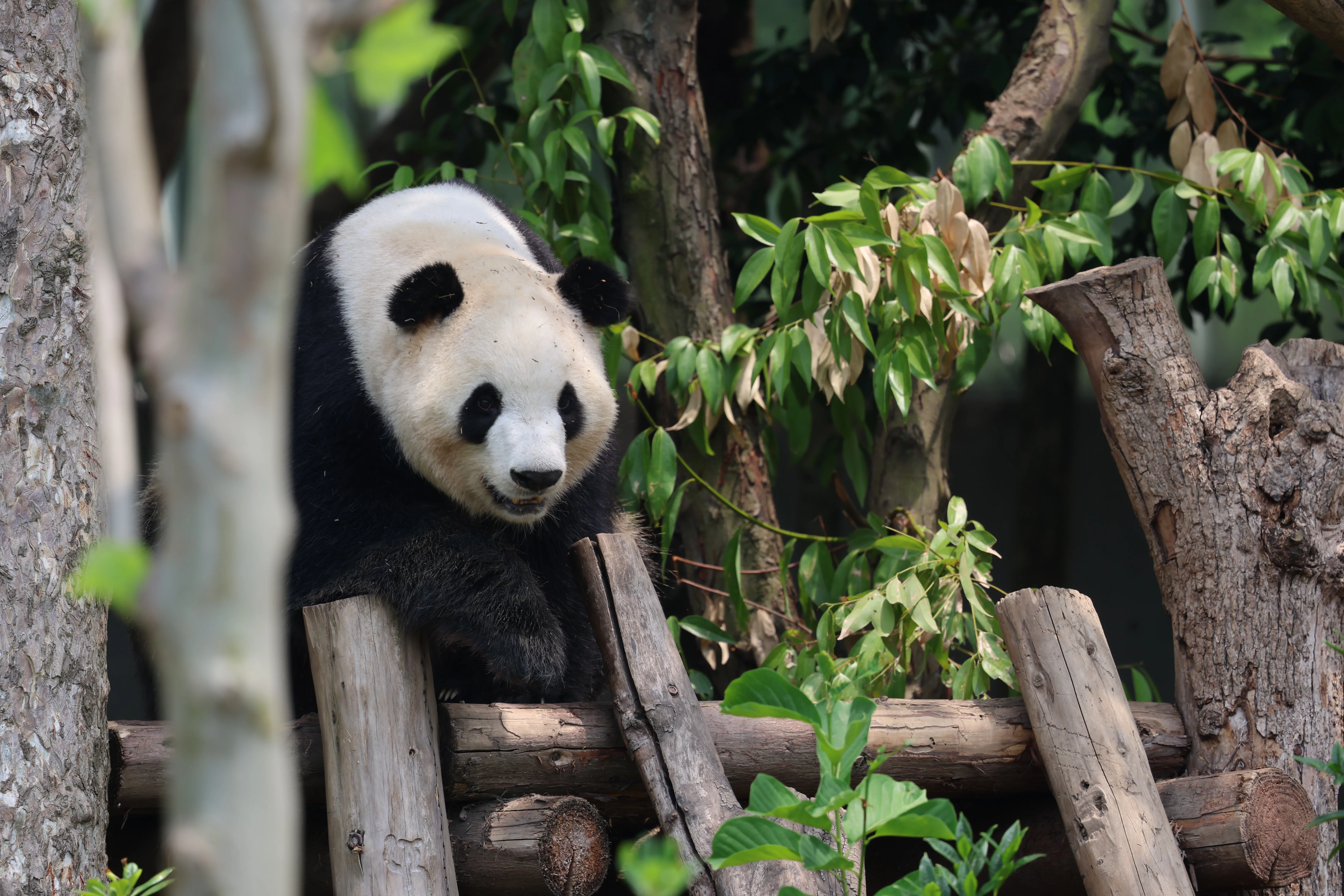 Chengdu Research Base of Giant Panda Breeding