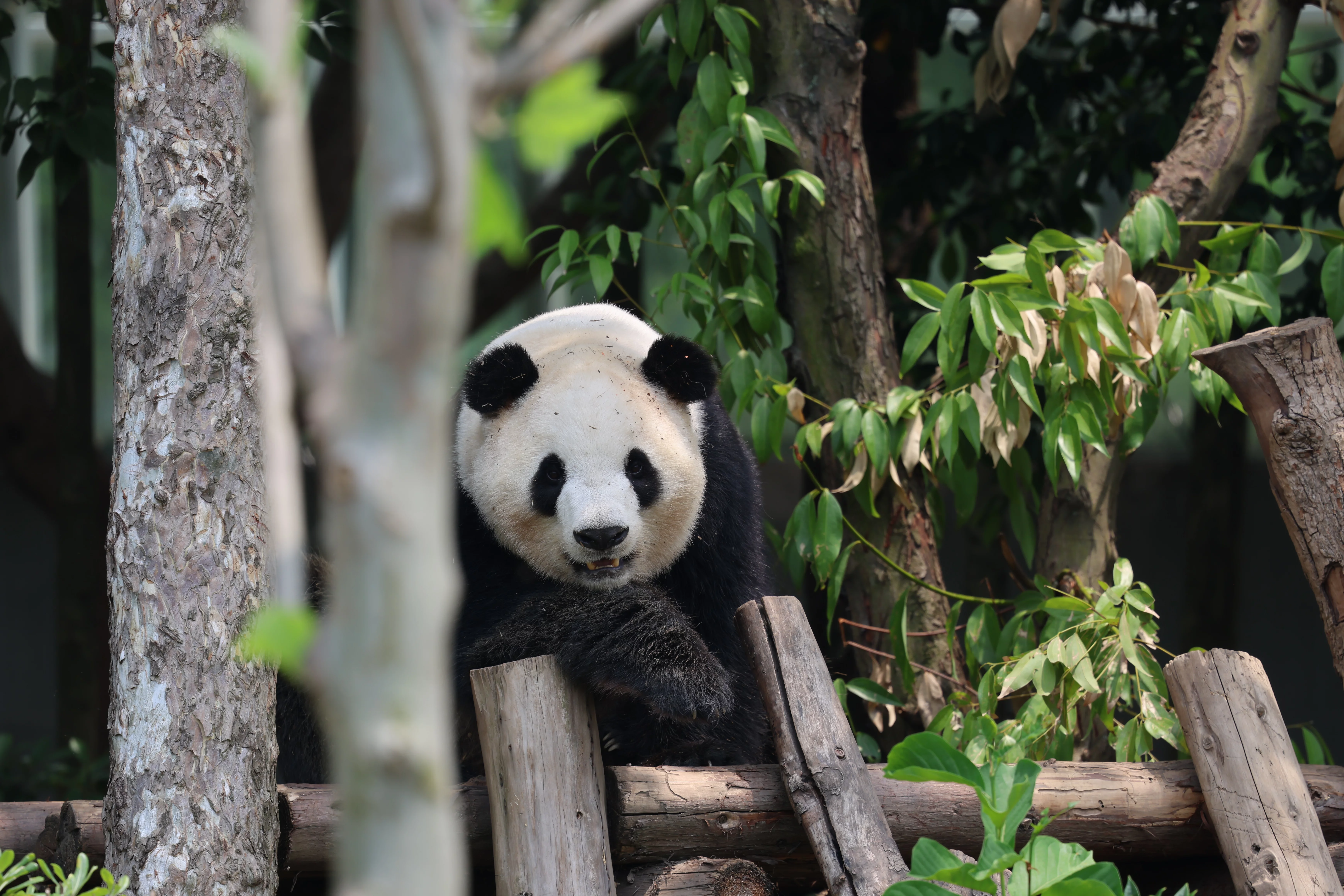 Chengdu Research Base of Giant Panda Breeding