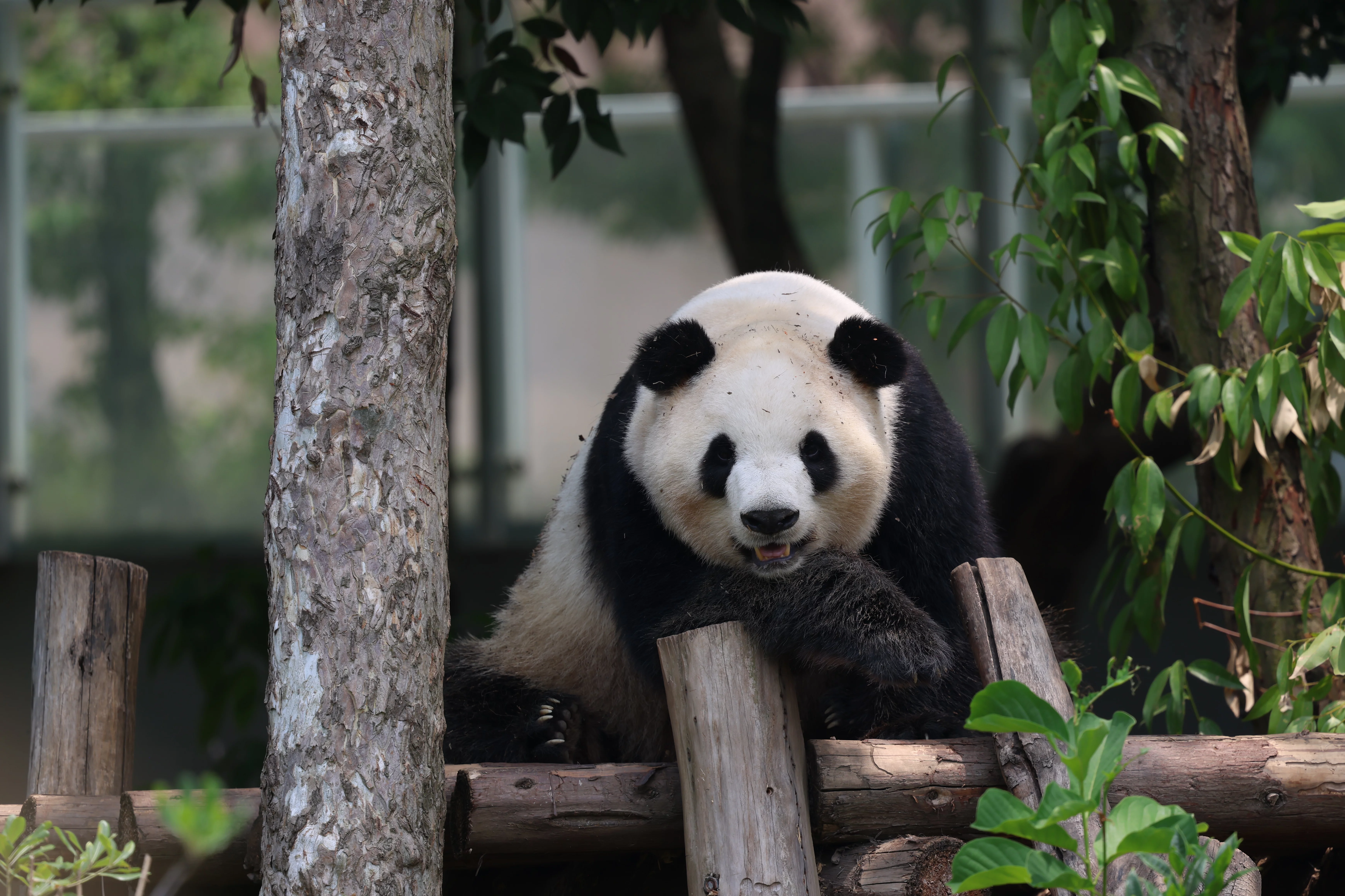 Chengdu Research Base of Giant Panda Breeding