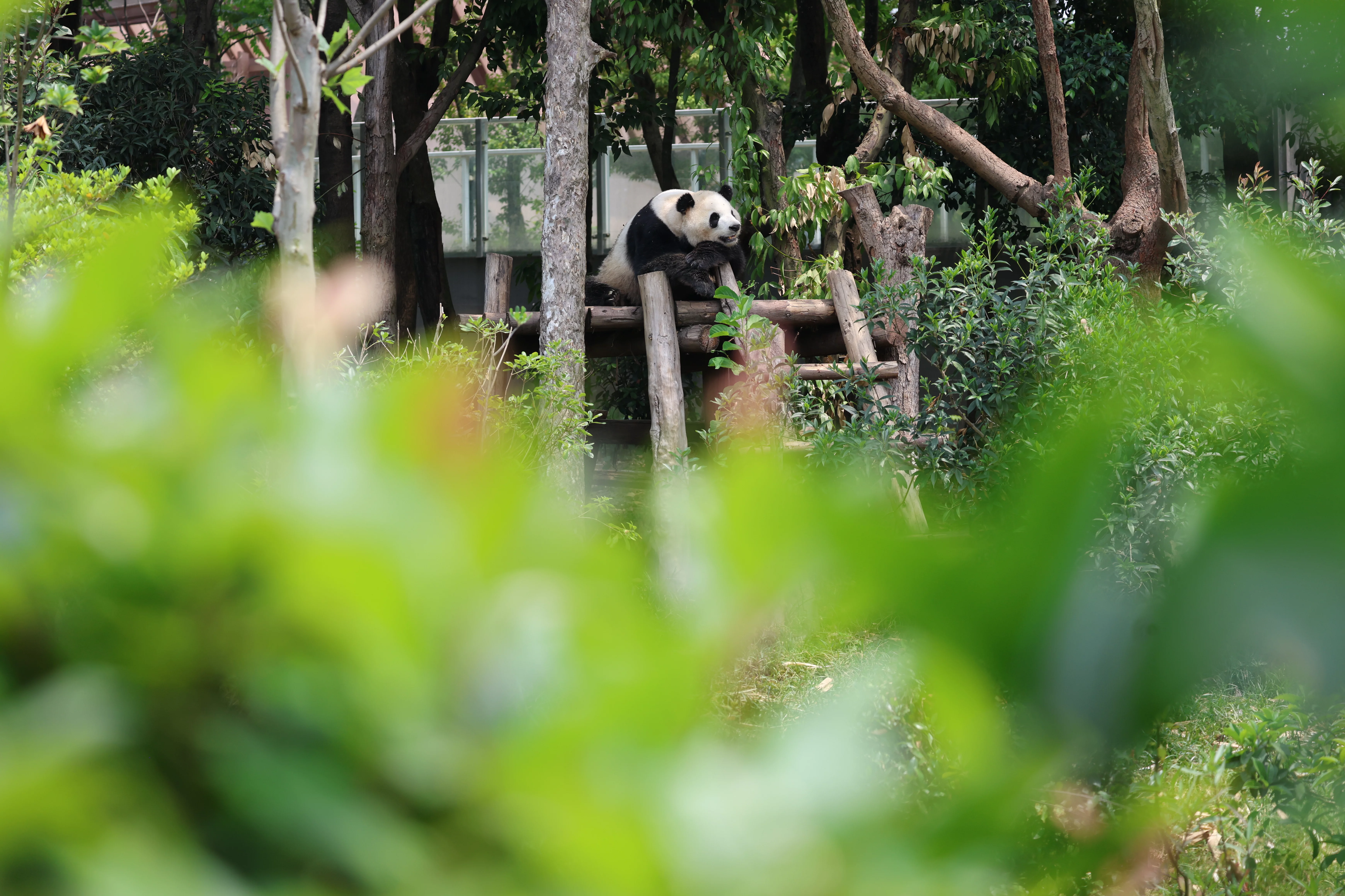 Chengdu Research Base of Giant Panda Breeding