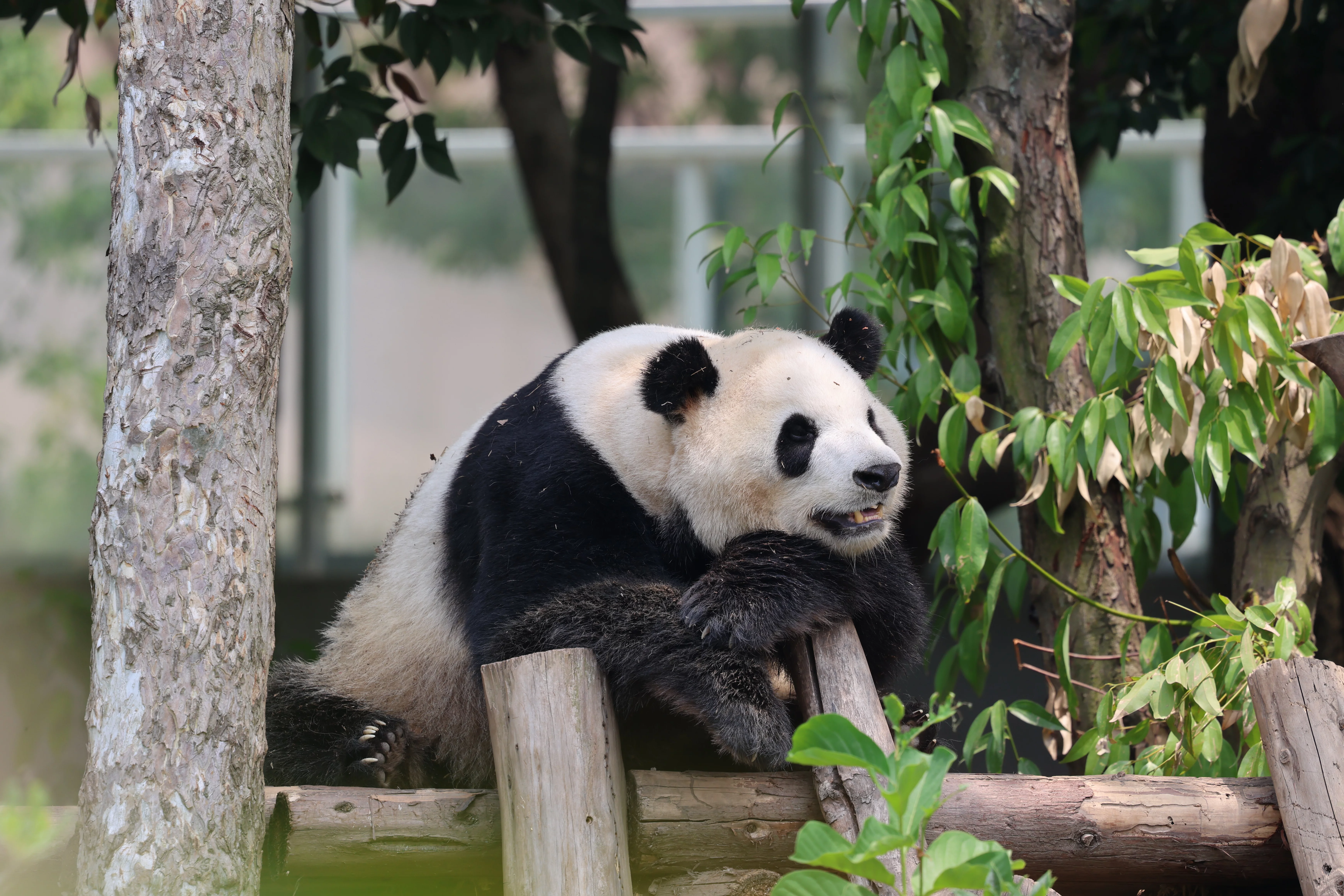 Chengdu Research Base of Giant Panda Breeding