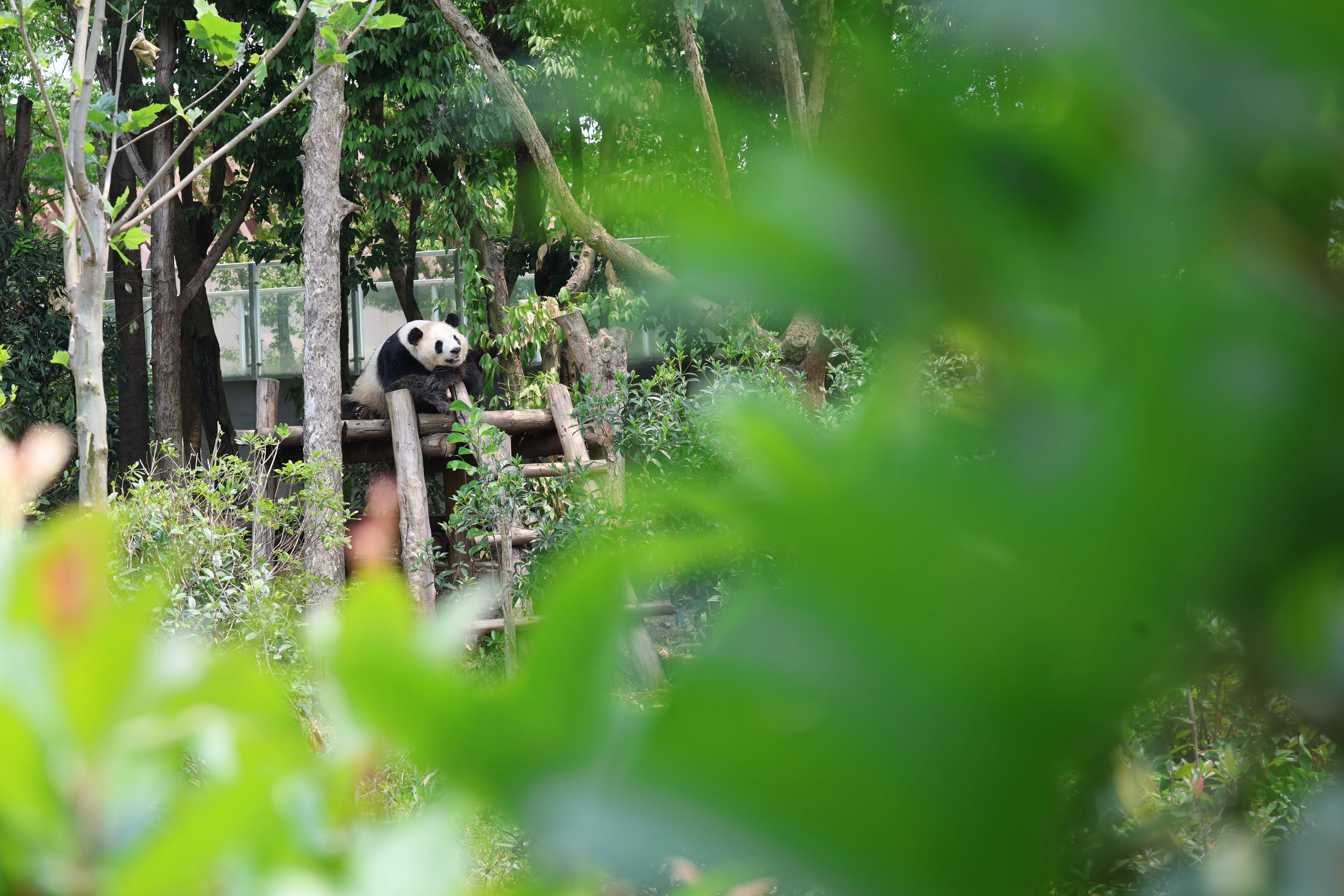 Chengdu Research Base of Giant Panda Breeding
