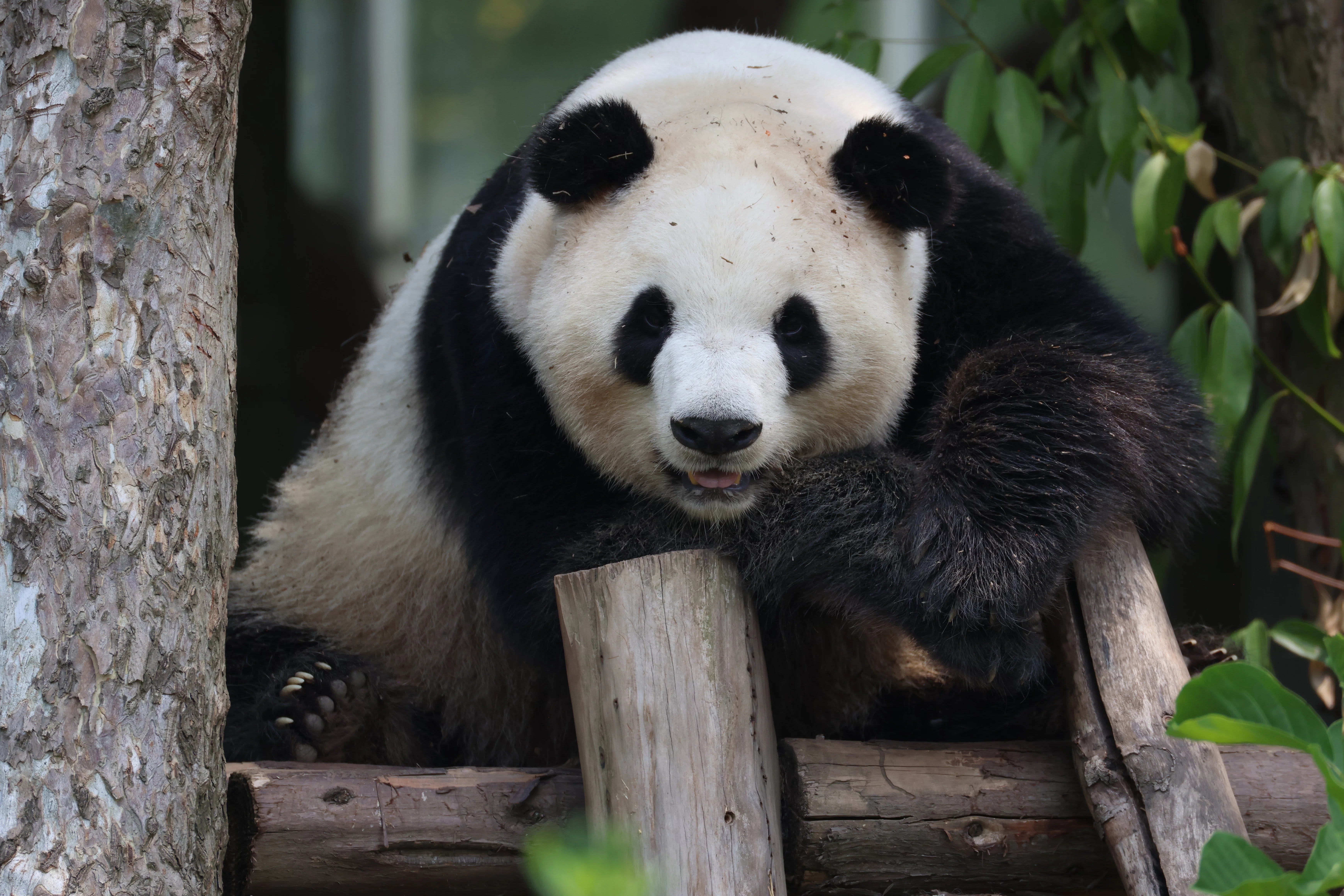 Chengdu Research Base of Giant Panda Breeding