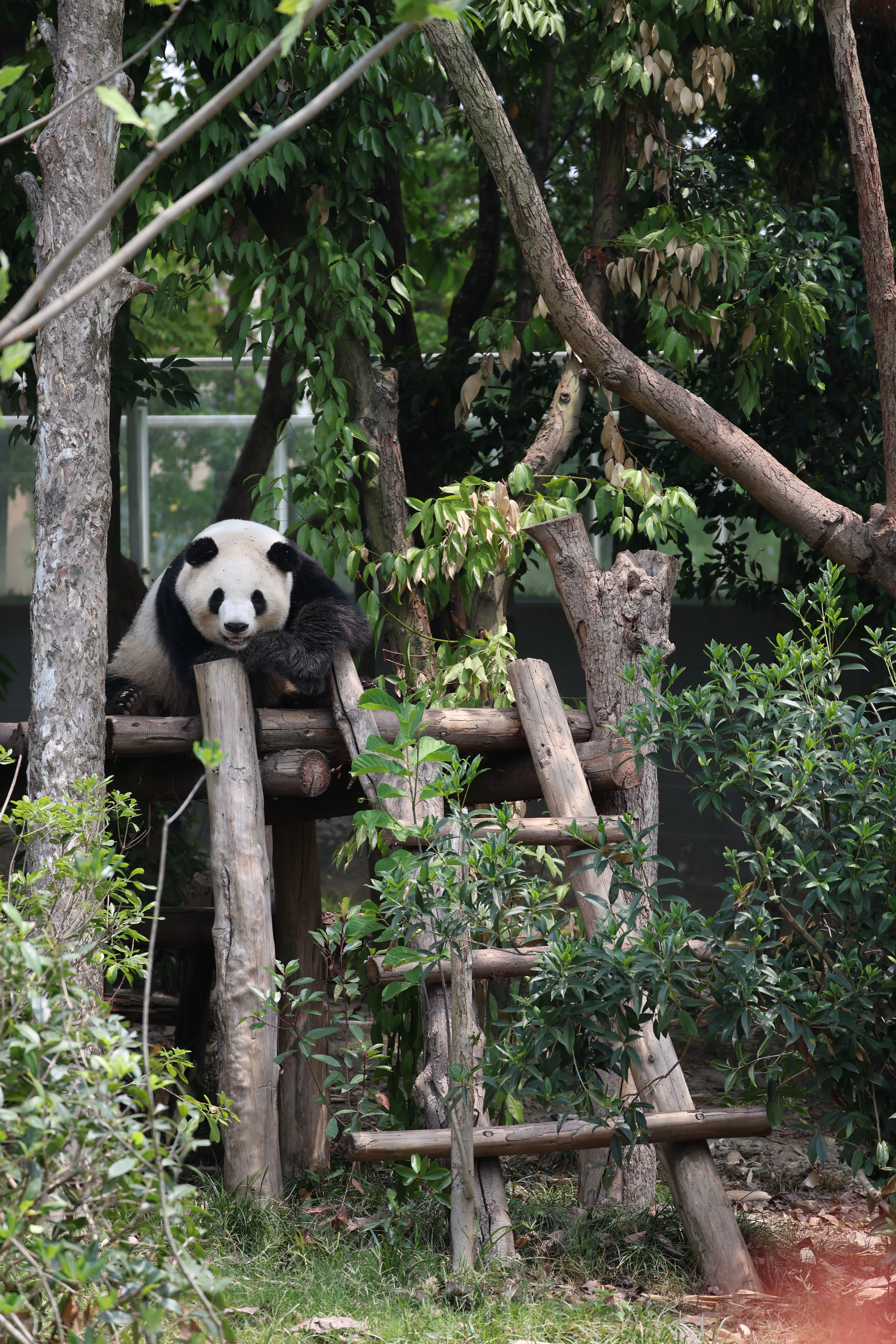 Chengdu Research Base of Giant Panda Breeding