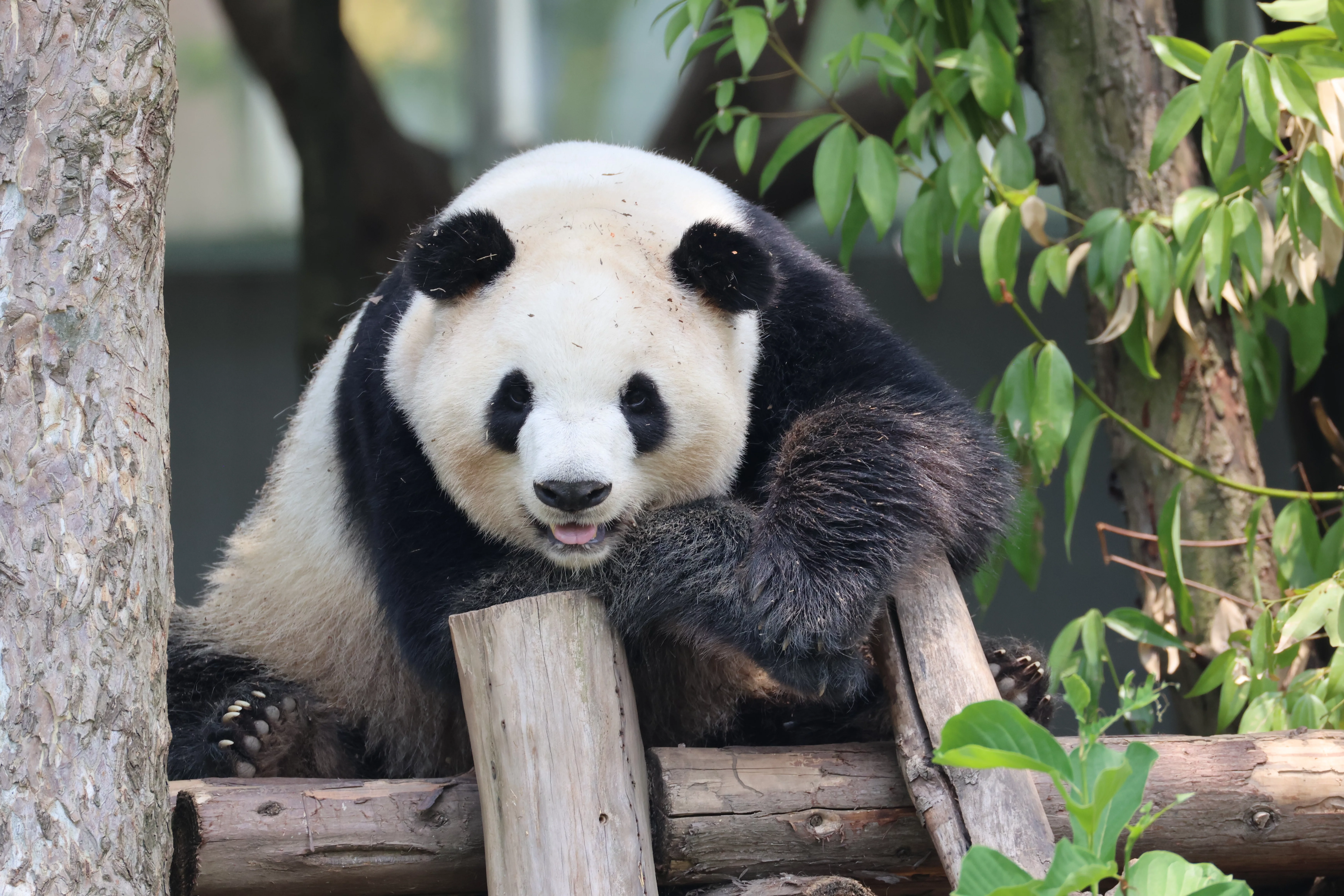 Chengdu Research Base of Giant Panda Breeding