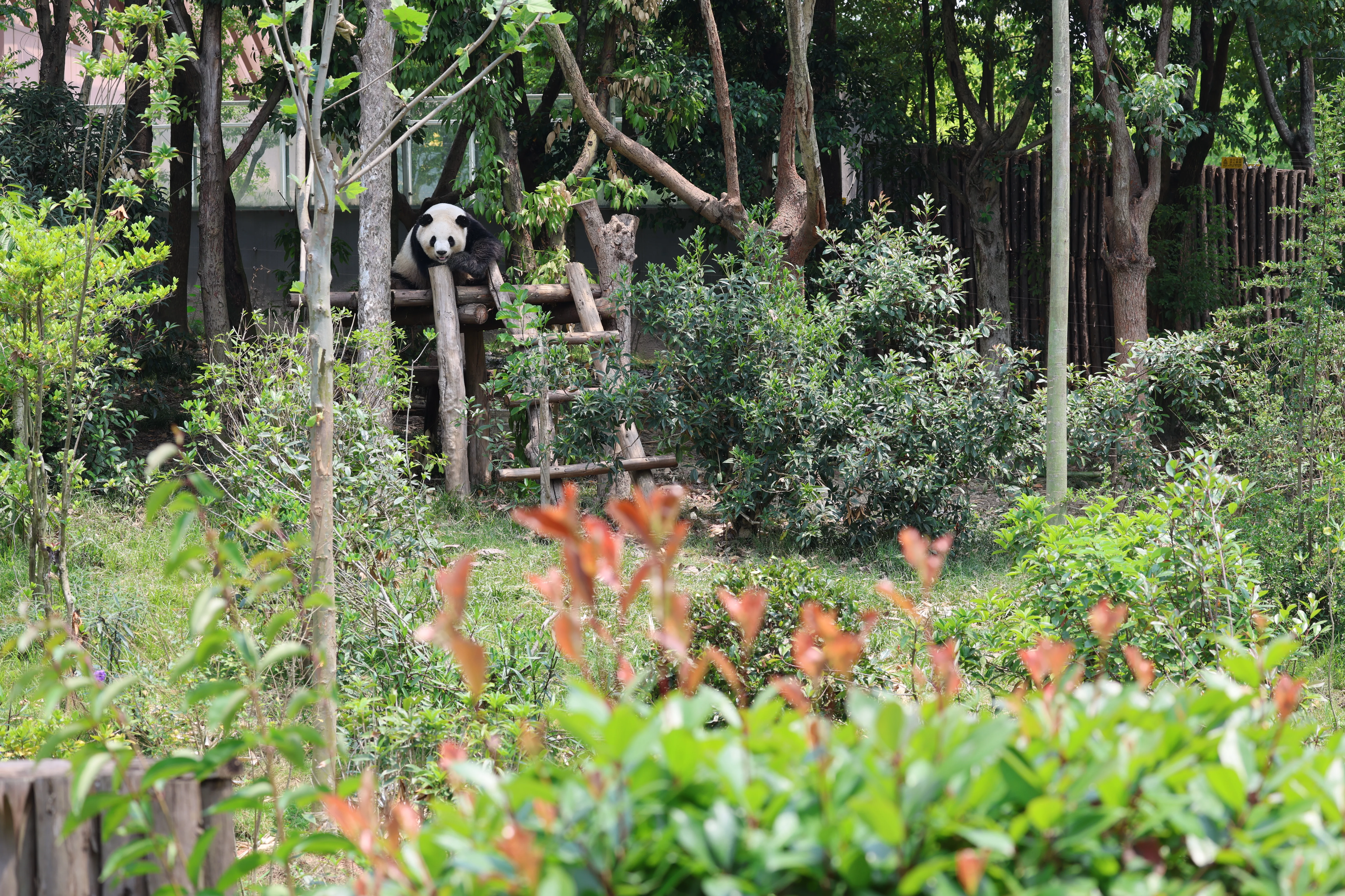 Chengdu Research Base of Giant Panda Breeding