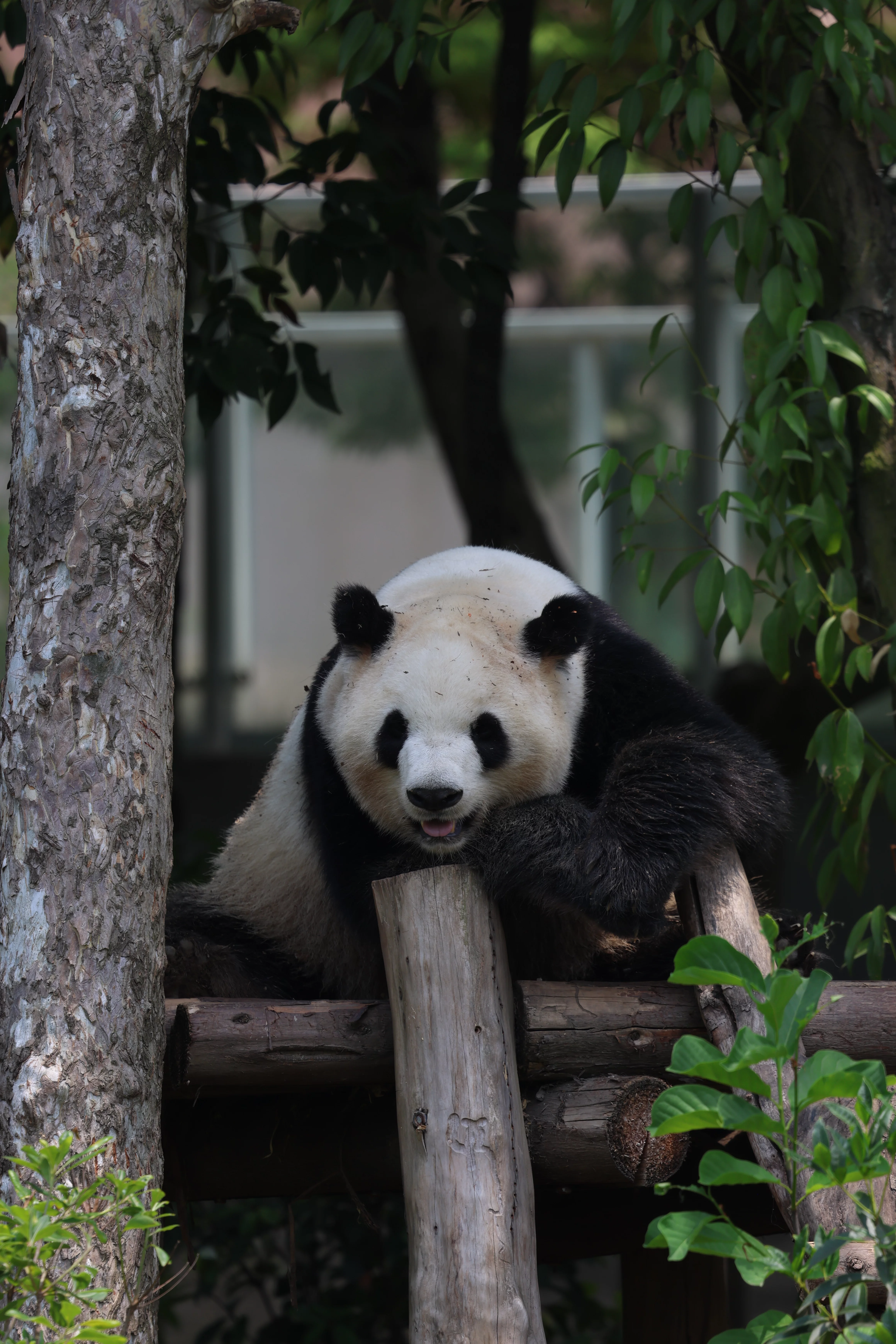 Chengdu Research Base of Giant Panda Breeding