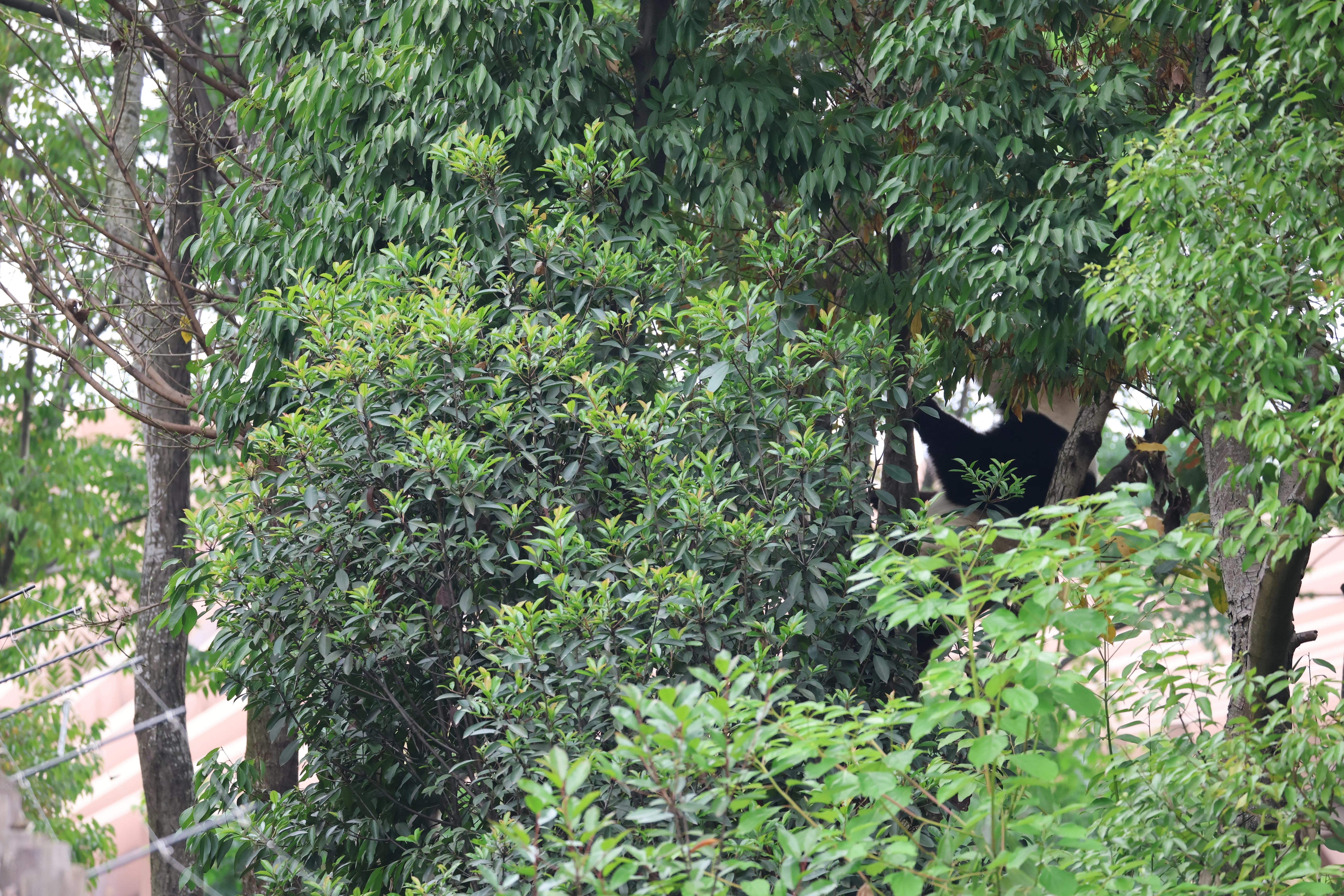 Chengdu Research Base of Giant Panda Breeding