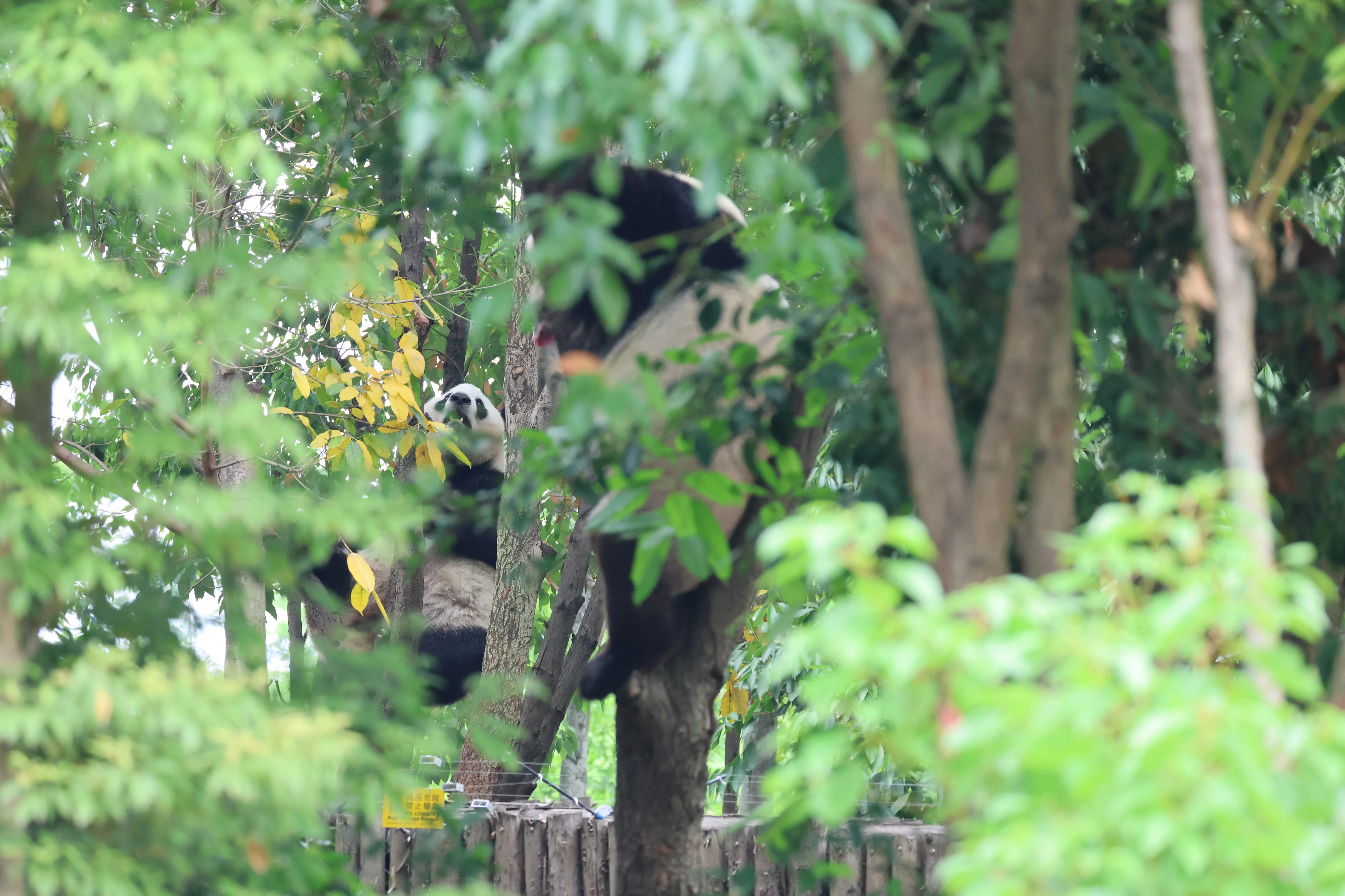Chengdu Research Base of Giant Panda Breeding