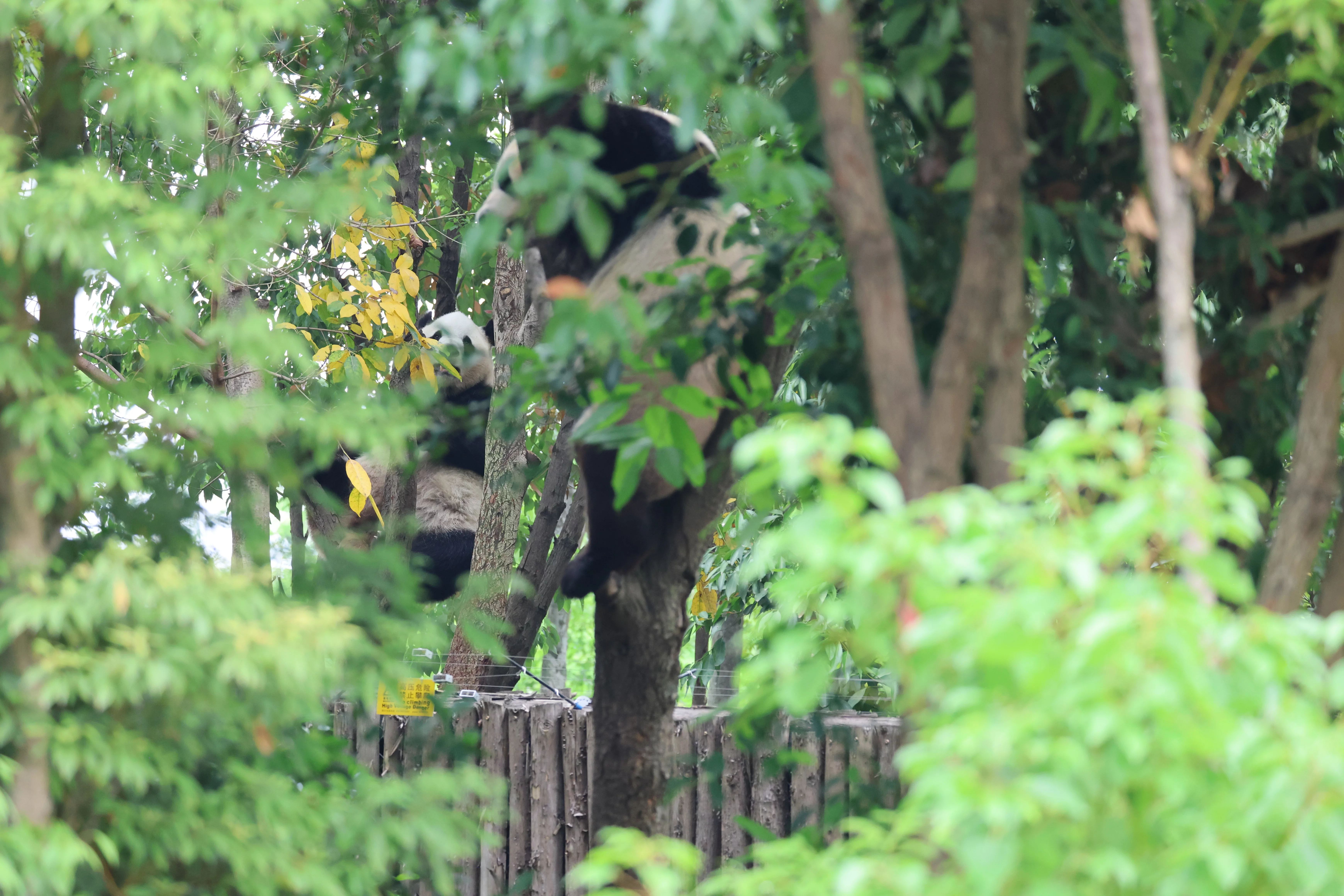 Chengdu Research Base of Giant Panda Breeding