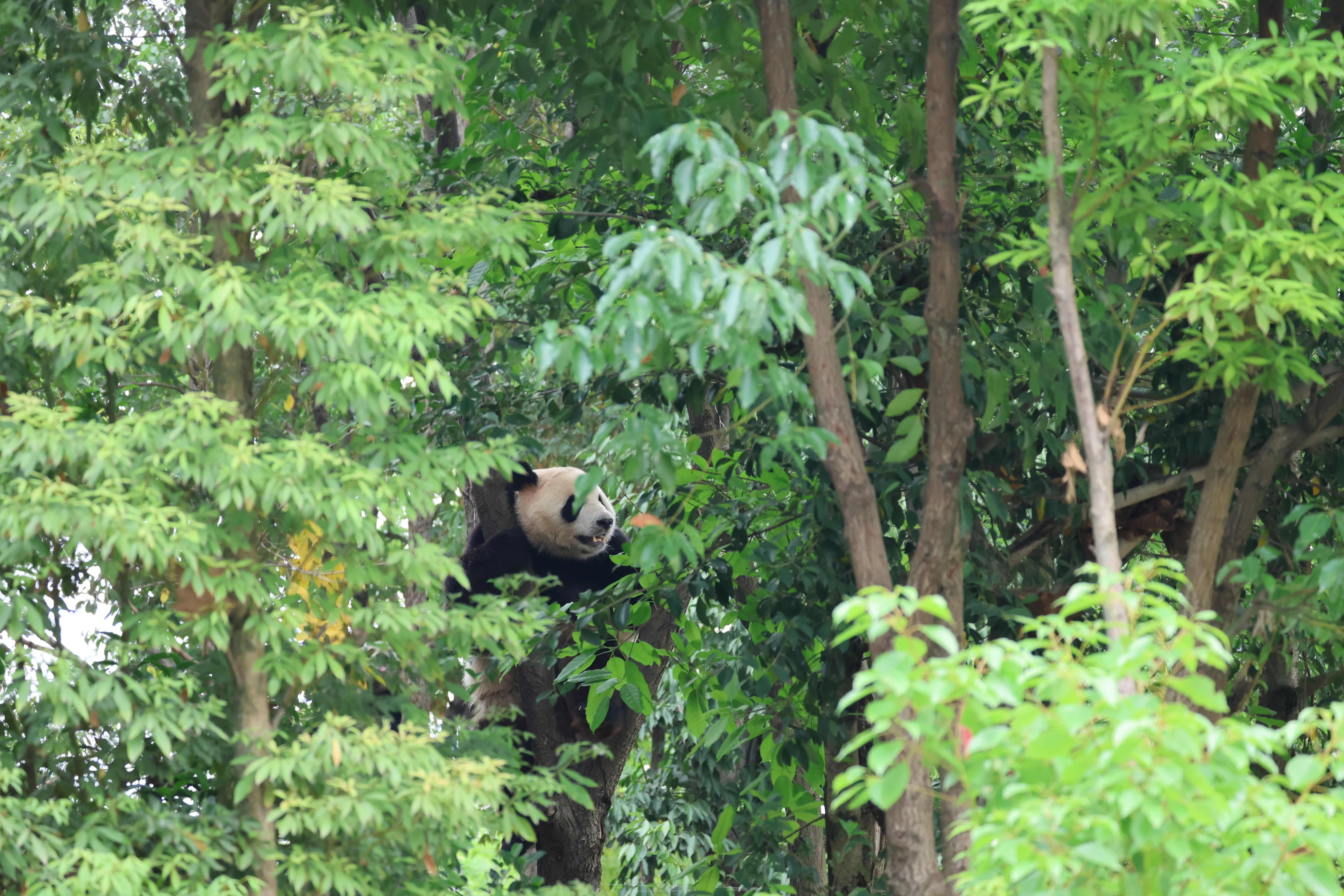 Chengdu Research Base of Giant Panda Breeding