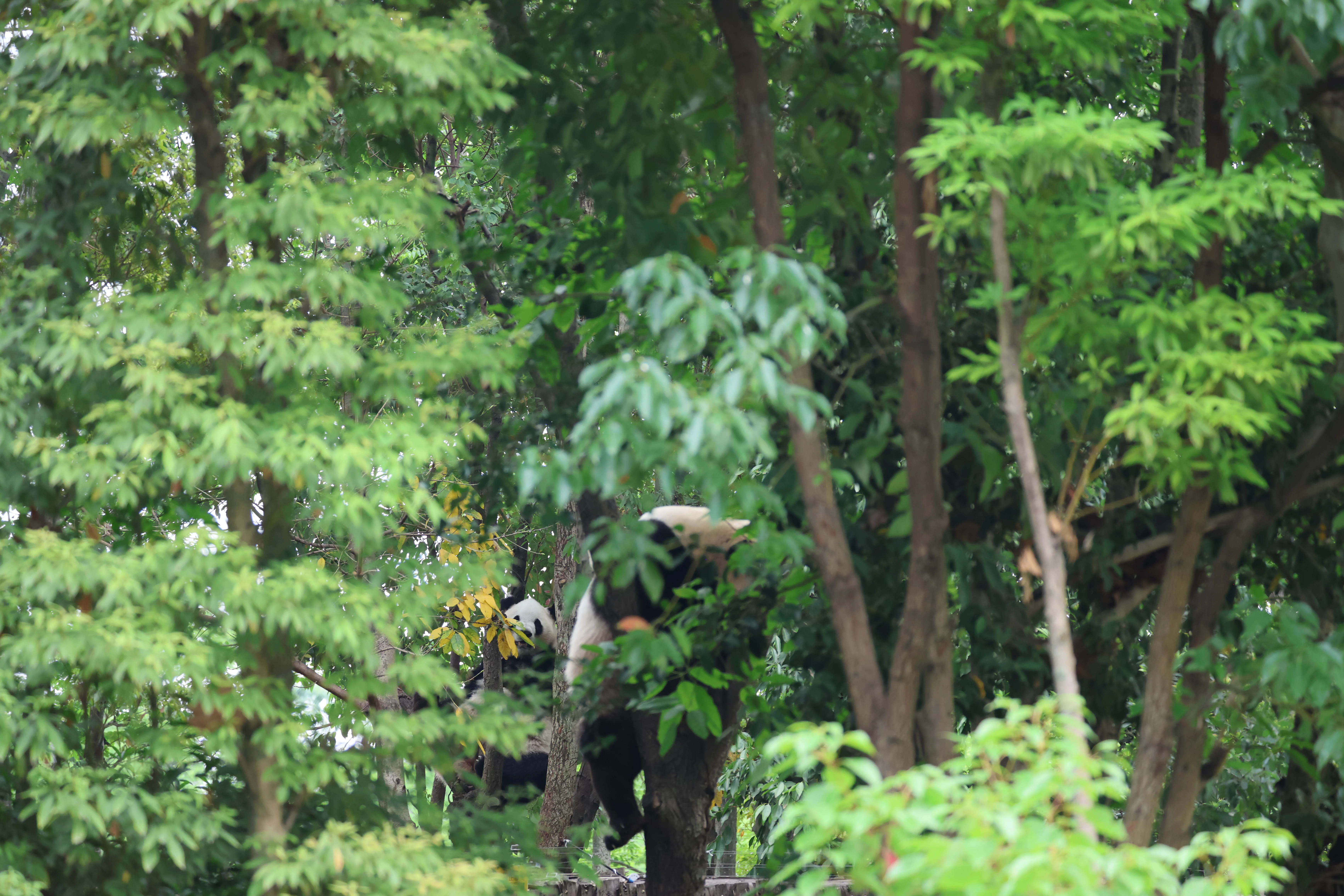 Chengdu Research Base of Giant Panda Breeding
