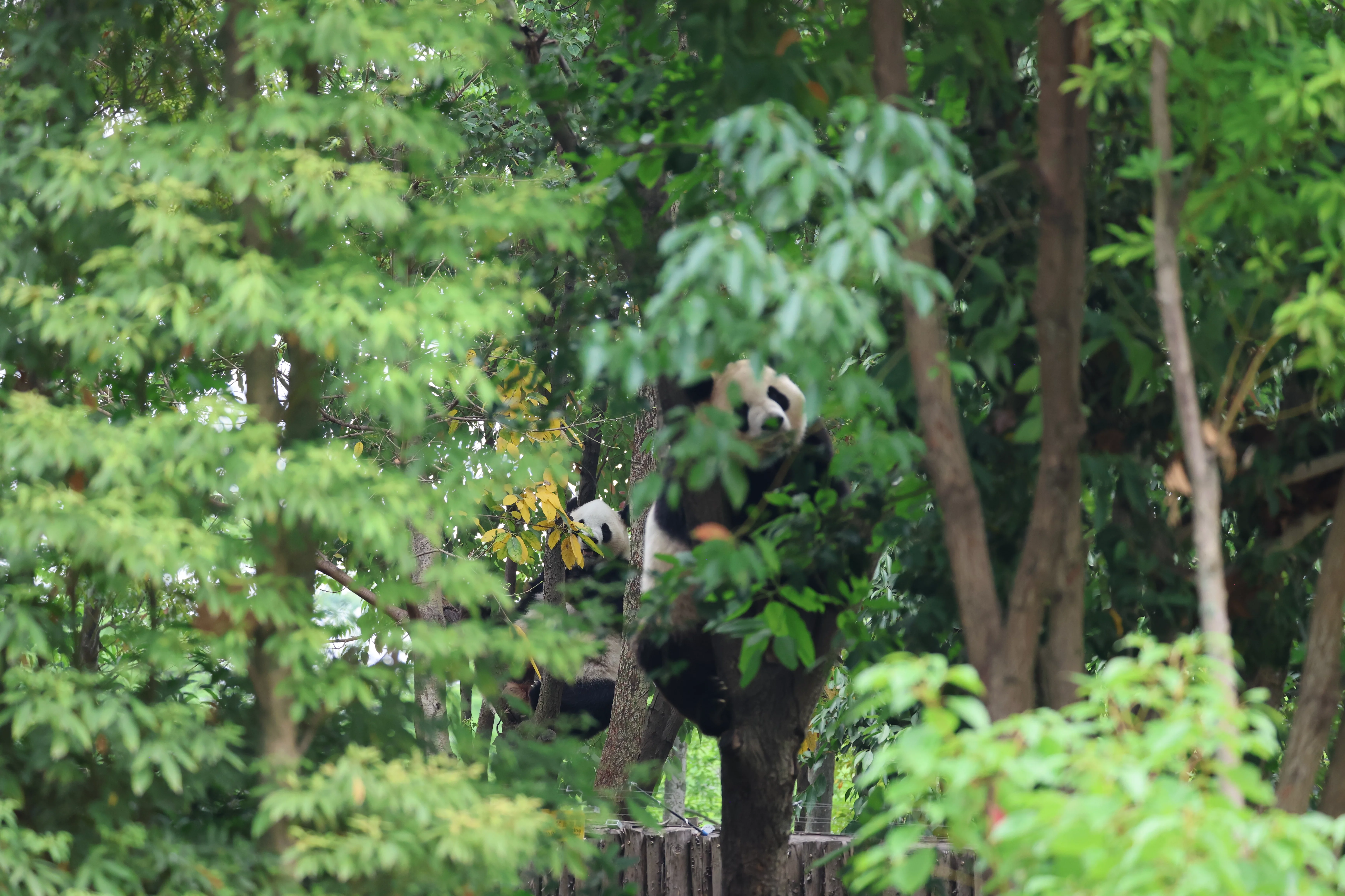 Chengdu Research Base of Giant Panda Breeding
